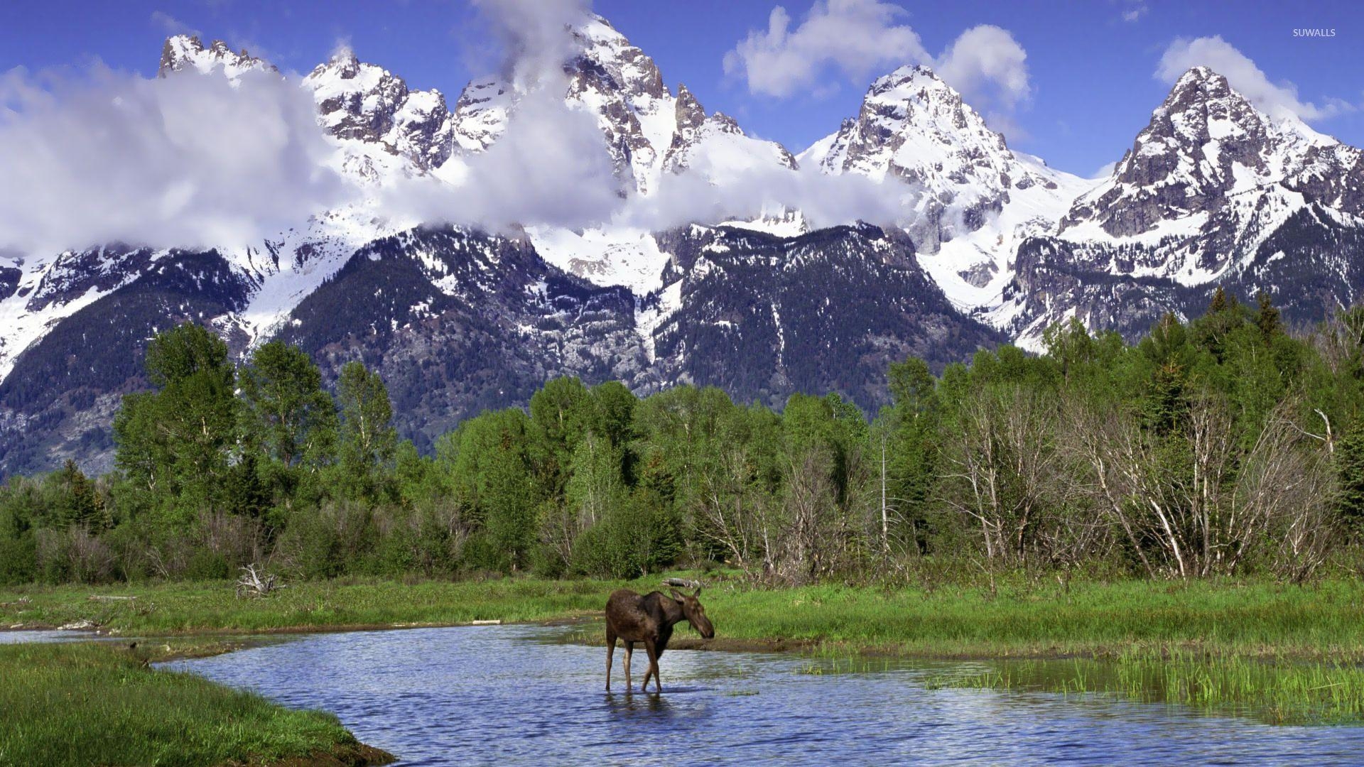 Grand Teton, Moose, Natur, Nationalpark, Reisen, 1920x1080 Full HD Desktop