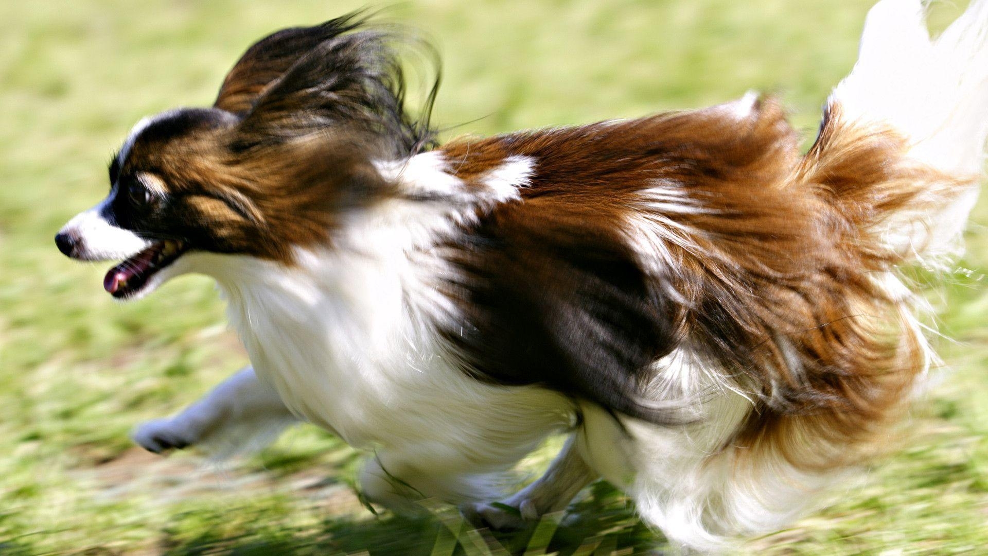 Papillon, Hund, Tier, Bildschirm, Bild, 1920x1080 Full HD Desktop