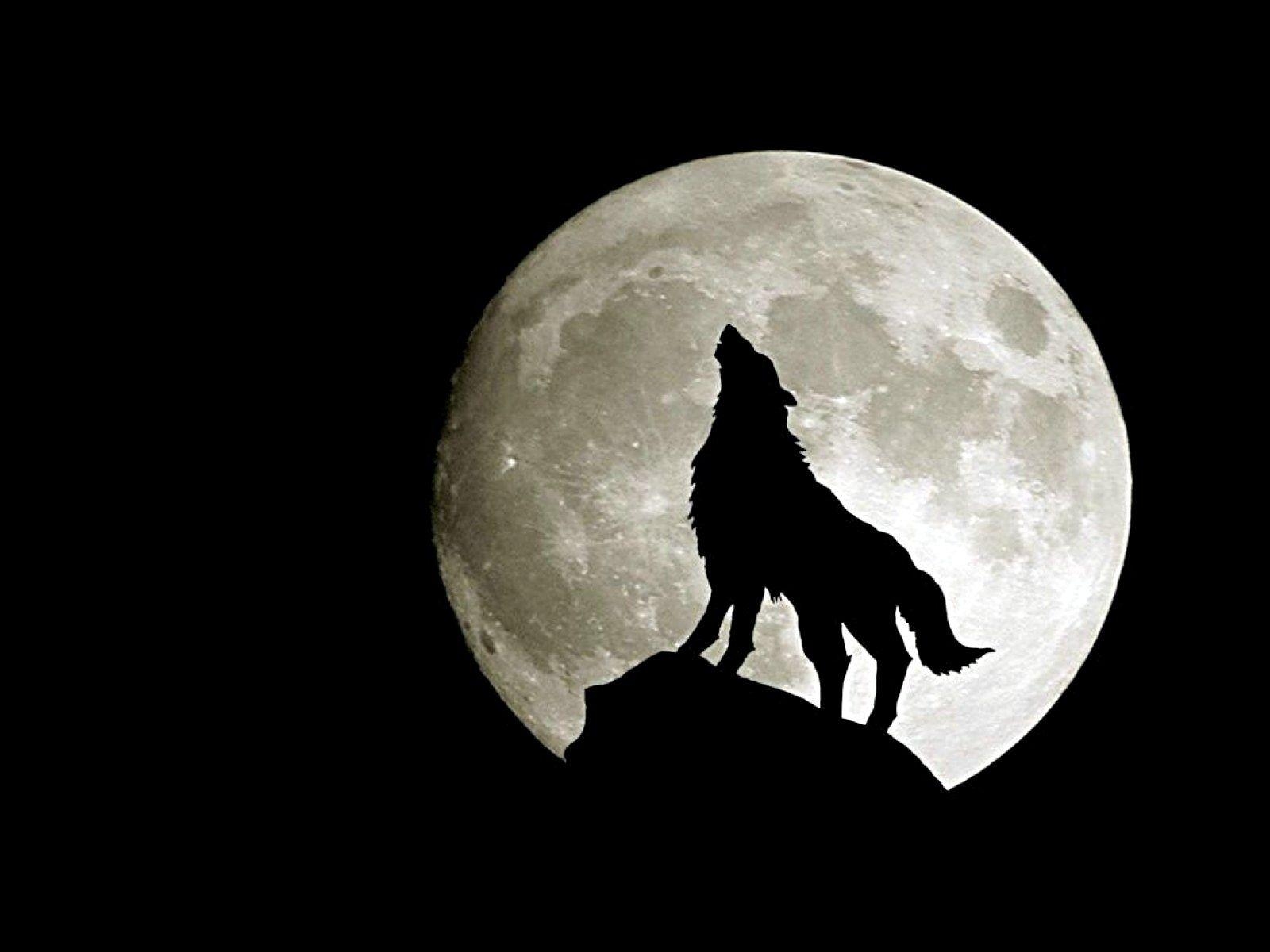 Wolf, HD Bild, Natur, Hintergrund, Digital, 1600x1200 HD Desktop