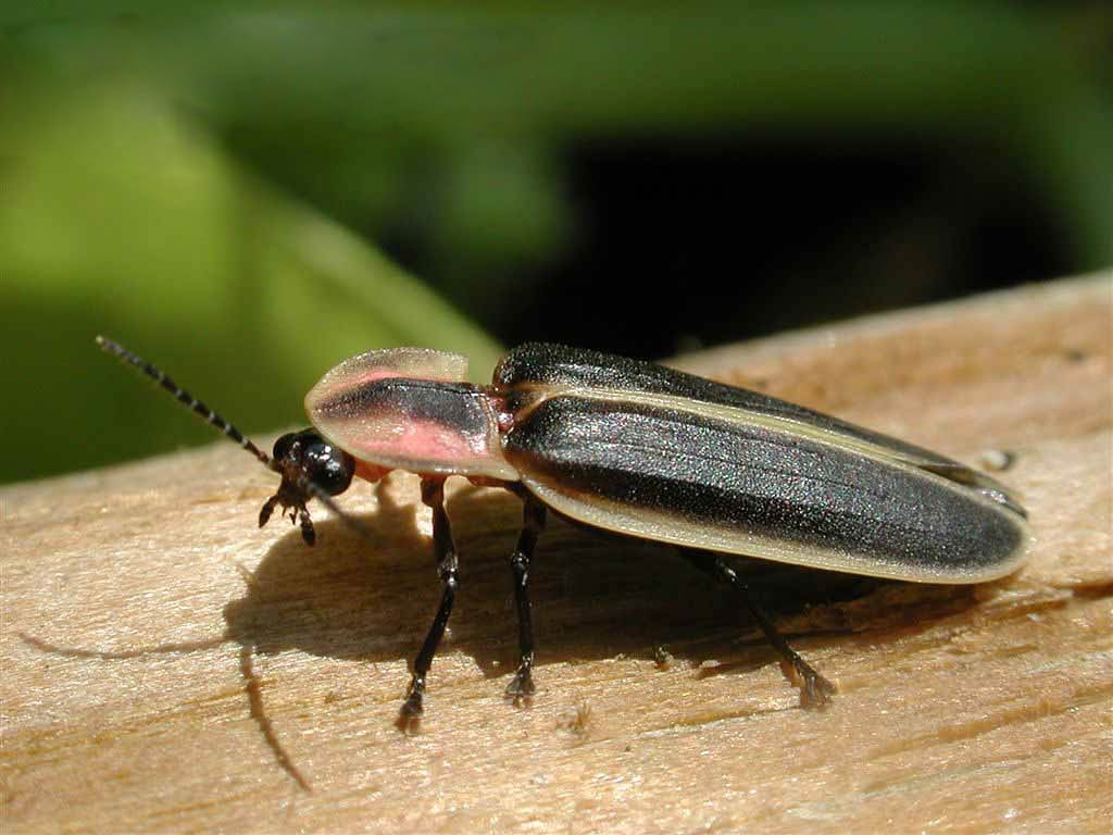 Glühwürmchen, Insekten, Tiere, Nachtfotografie, Leuchtkäfer, 1030x770 HD Desktop