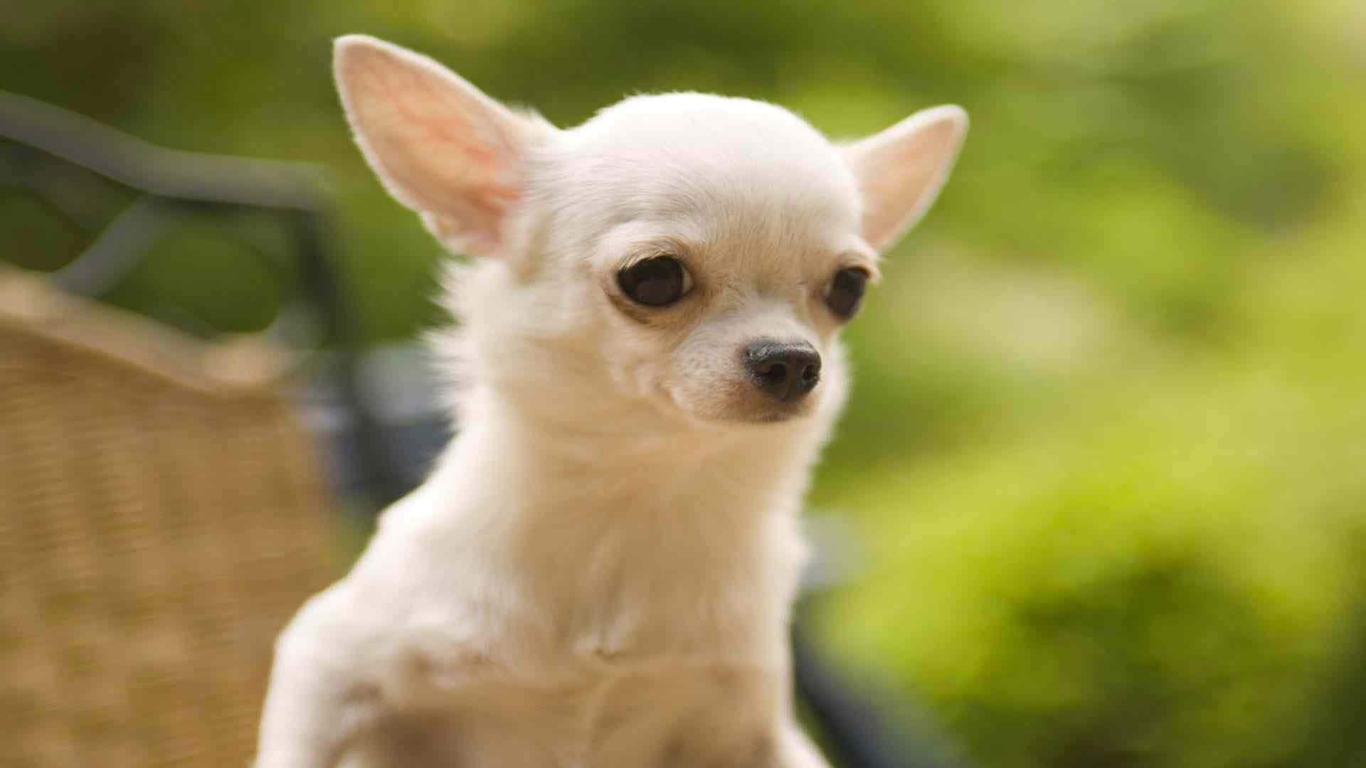 Chihuahua Hunde, Hintergrund, Niedlich, Fotos, 1920x1080 Full HD Desktop