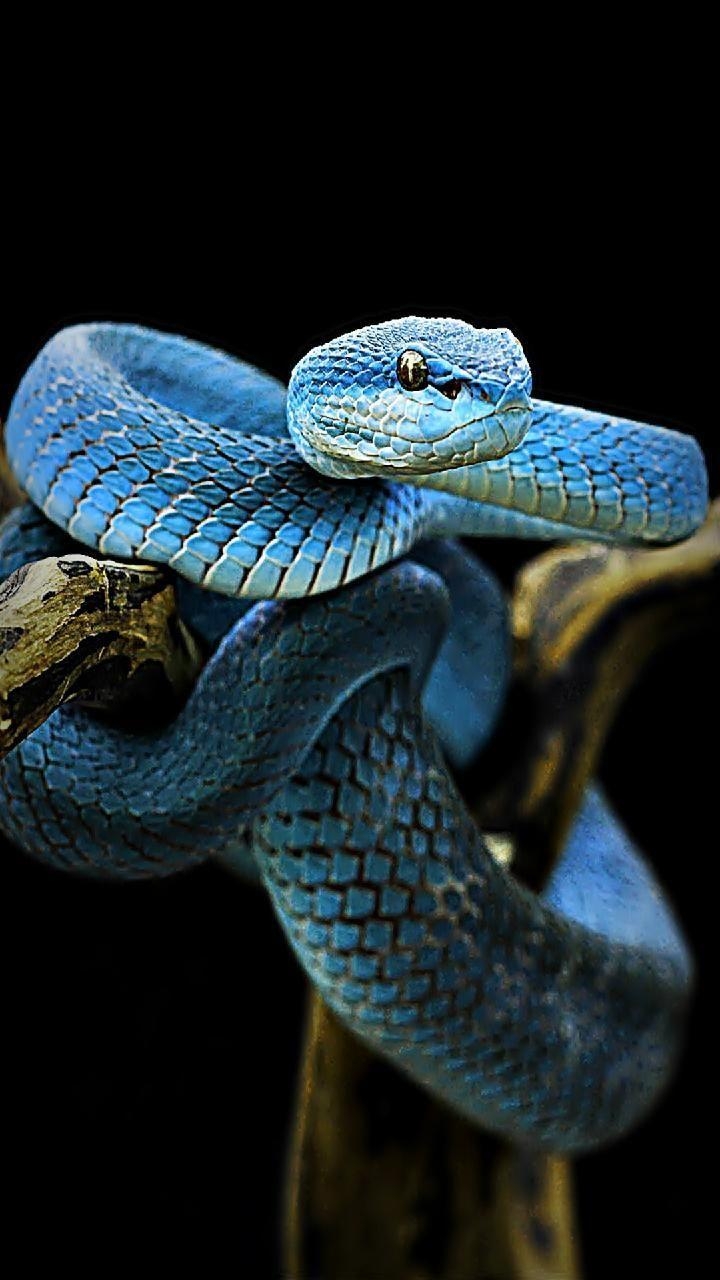 Blaue Schlange, Tiere, Download, Reptilien, Hintergrund, 720x1280 HD Handy