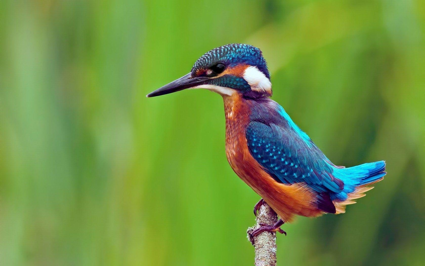 Eisvogel Bild, Tierfotografie, farbenfroher Vogel, HD, 1680x1050 HD Desktop