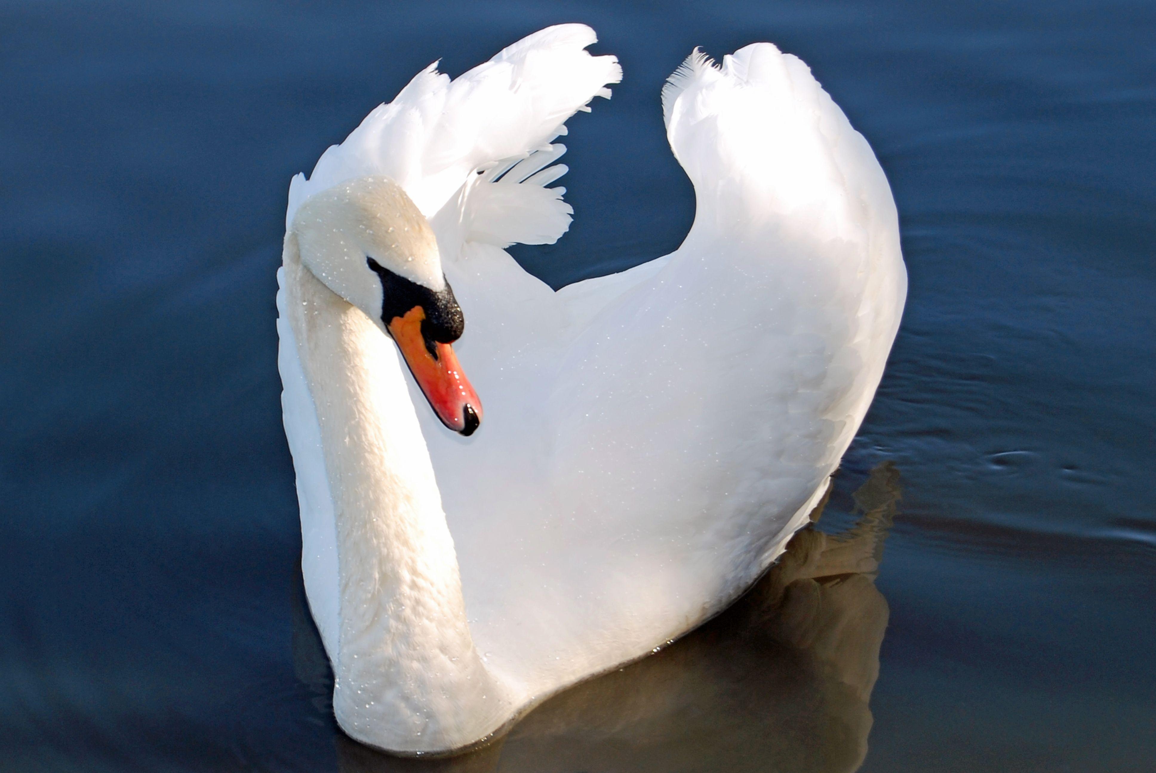 Schwan, HQ, Bild, Tiere, Hintergrund, 3880x2600 4K Desktop