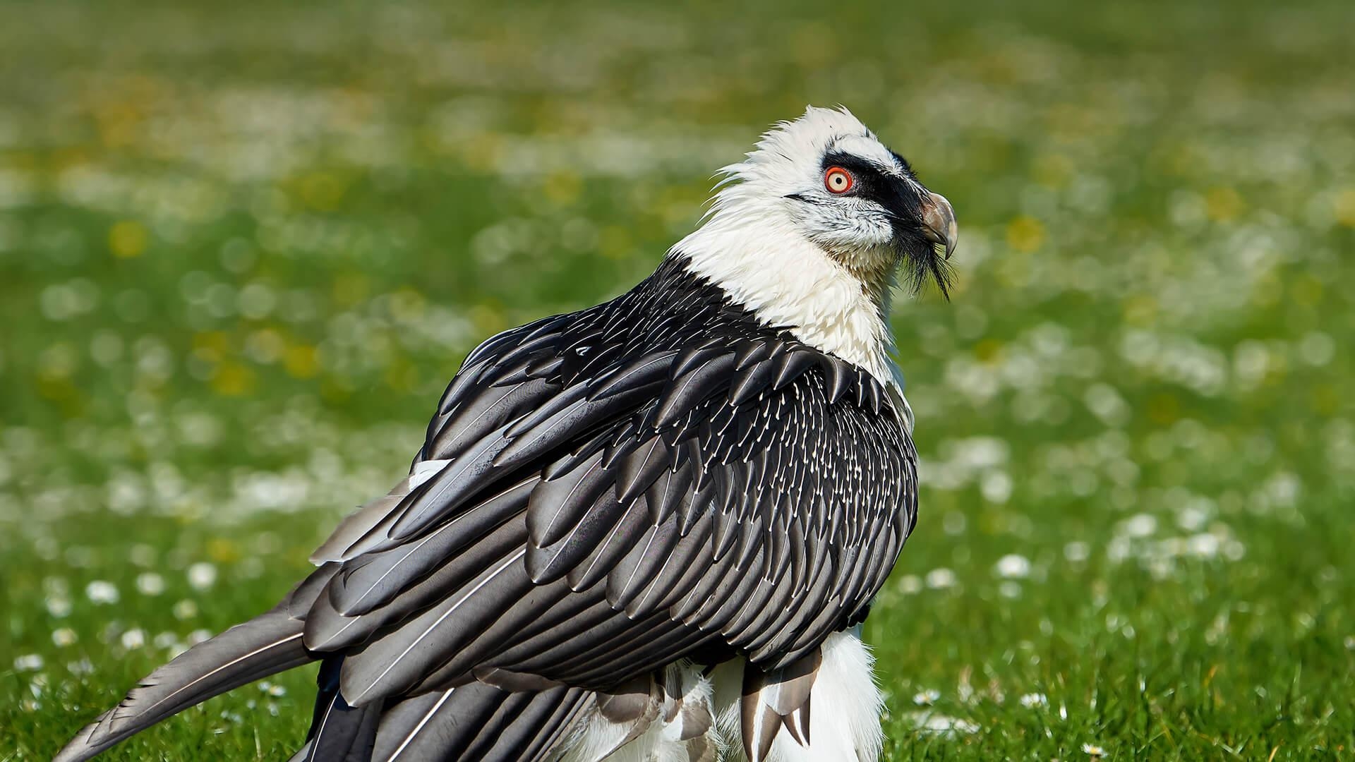 Bartgeier, Zoo, Tiere, San Diego, Vögel, 1920x1080 Full HD Desktop