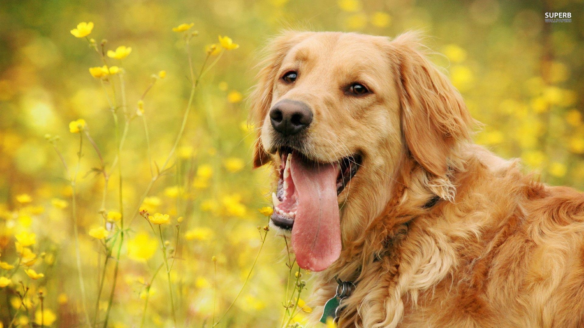 Golden Retriever, Tiere, Hintergrund, Bild, kostenlos, 1920x1080 Full HD Desktop