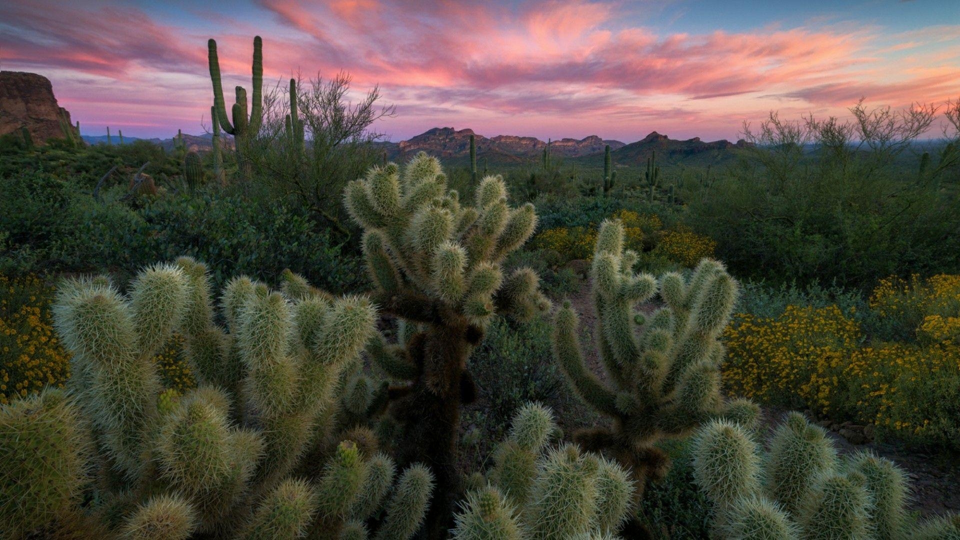 Kaktusfeld, Superstition Mountains, Arizona, Natur, Reisen, 1920x1080 Full HD Desktop