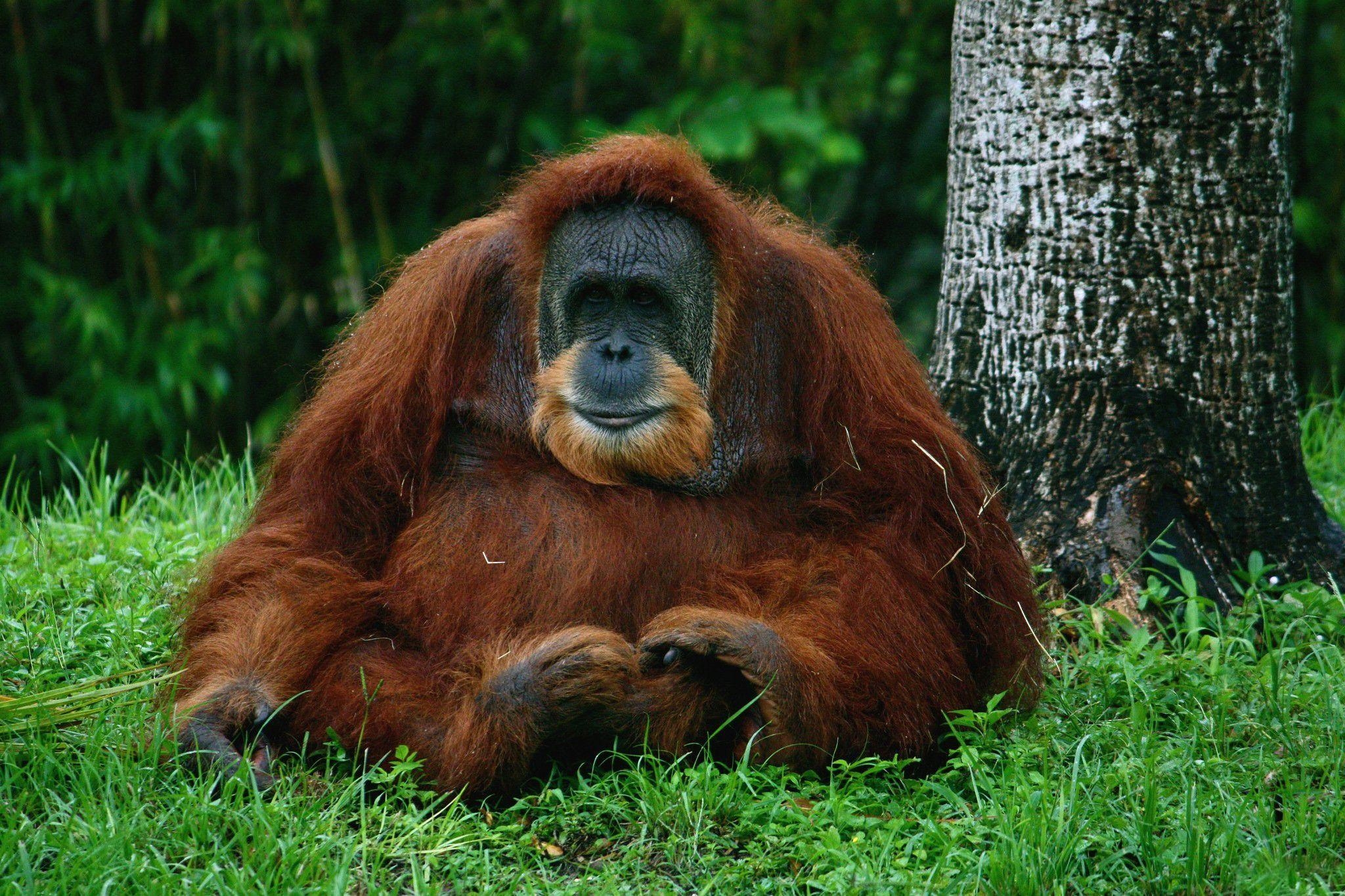 Orang-Utan, lustig, Affe, Primat, wildtier, 2050x1370 HD Desktop