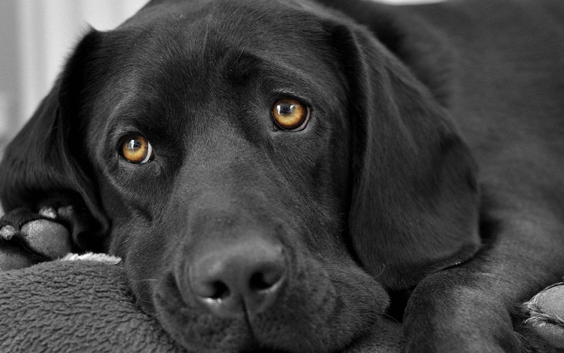 Schwarzer Labrador, Hunde, Tierbilder, kostenloser Download, Haustiere, 1920x1200 HD Desktop