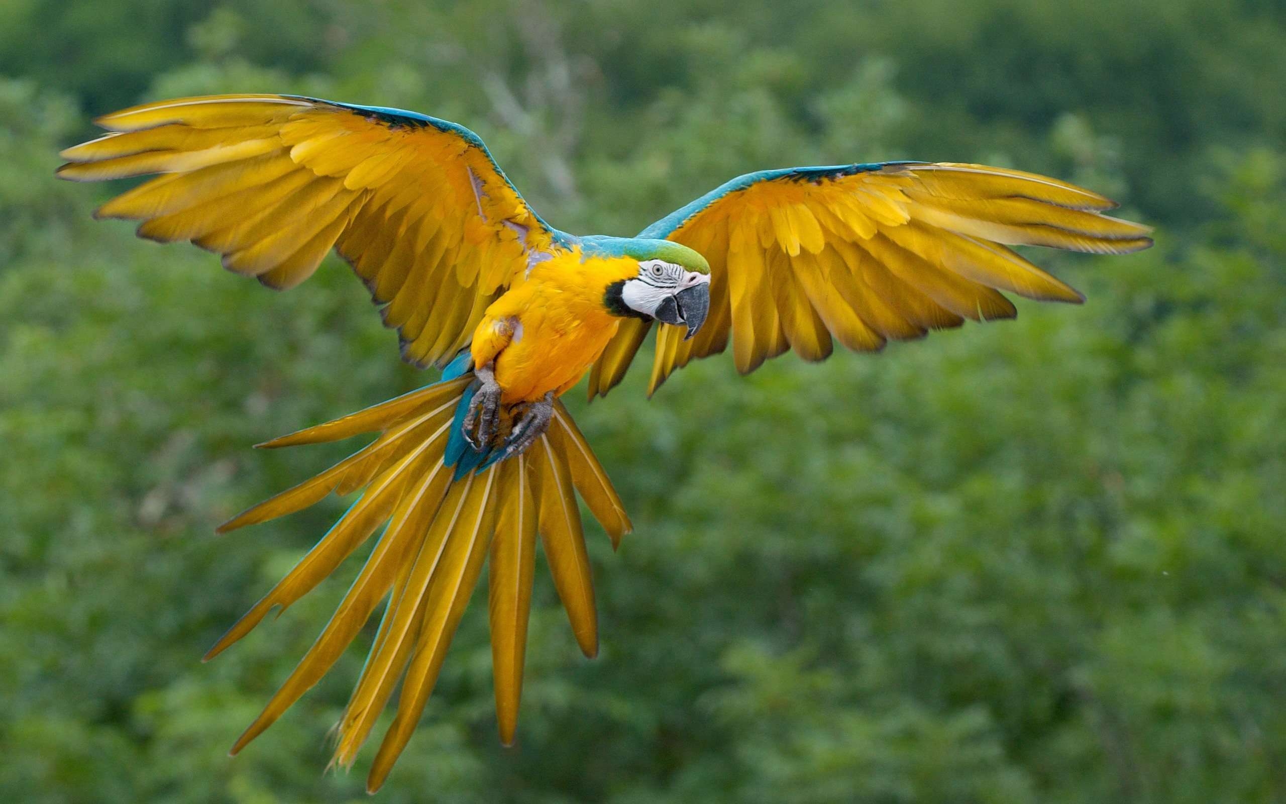 Ara Papagei, Dschungelhintergrund, Farbenvielfalt, Tropischer Vogel, Natur, 2560x1600 HD Desktop