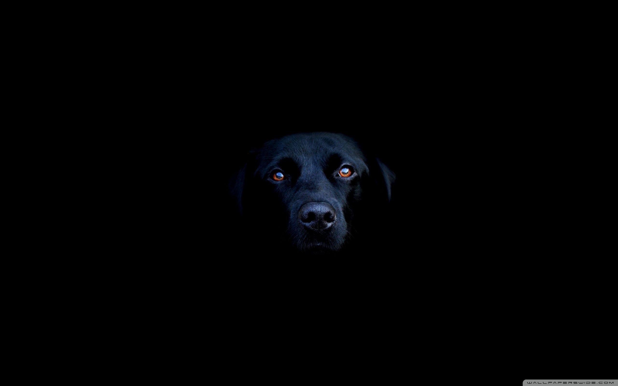 Schwarzer Hund, 4K HD, Desktop Hintergrund, Ultra HD, 2560x1600 HD Desktop