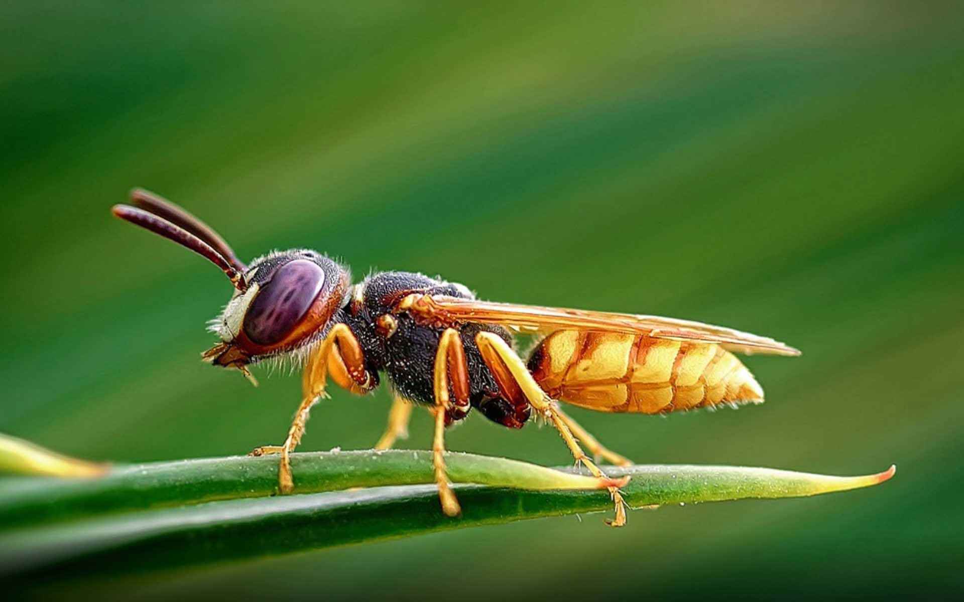 Insekten, HD, Bilder, Tierwelt, Natur, 1920x1200 HD Desktop