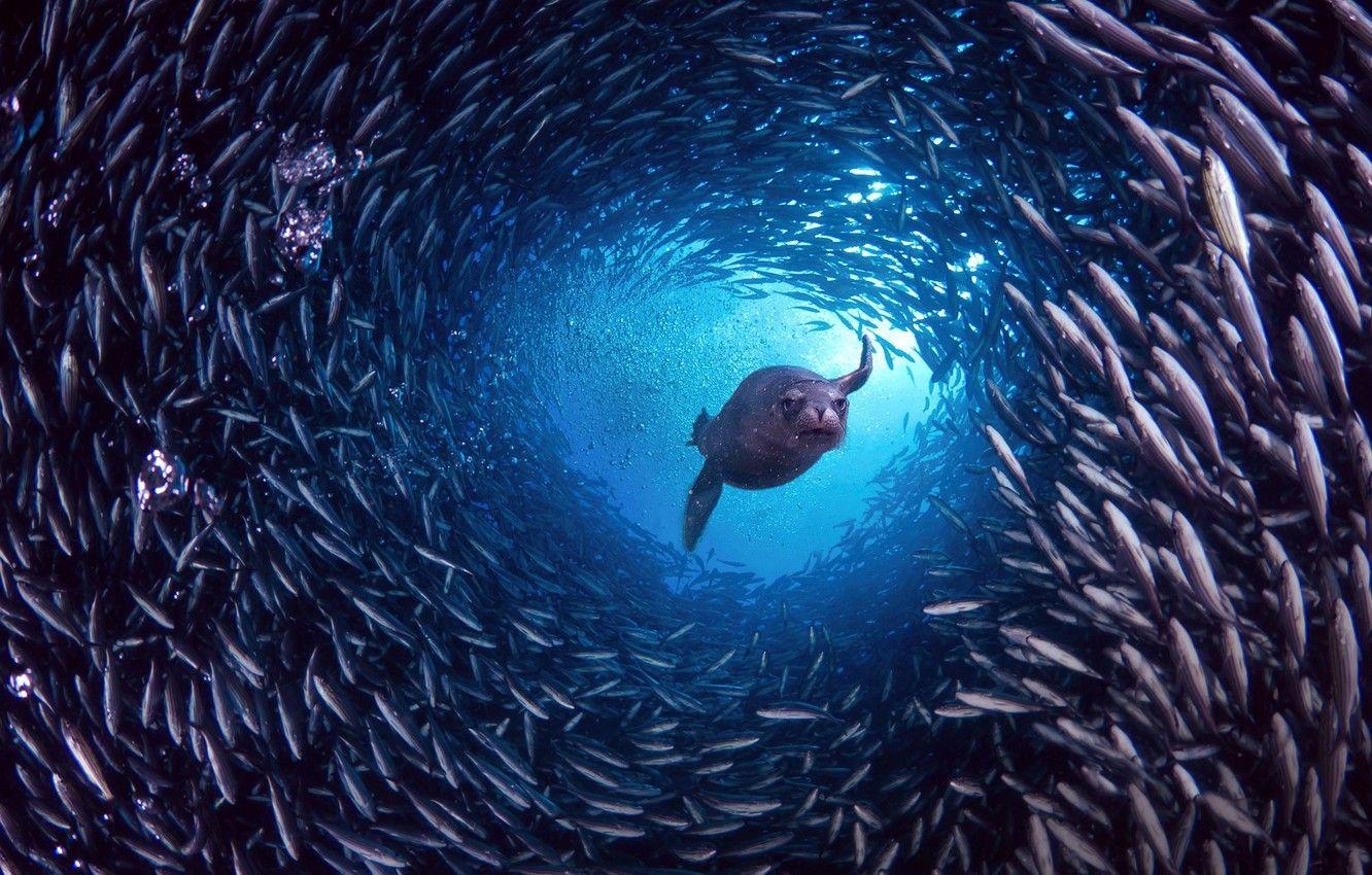 Insel, Fische, Santa Cruz, Galapagos, Natur, 1340x850 HD Desktop