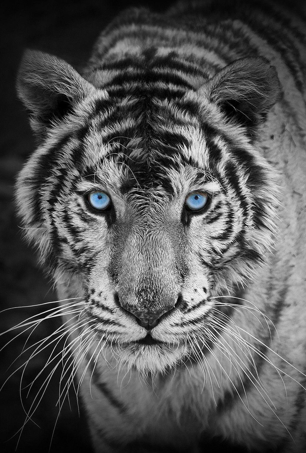 Wilderness, Wildtiere, iPhone, Natur, Tiere, 1040x1540 HD Handy