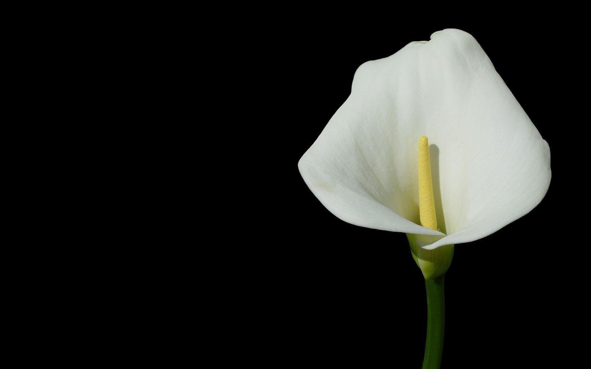 Calla-Lilie, HD, Hintergrund, Blume, Schönheit, 1920x1200 HD Desktop