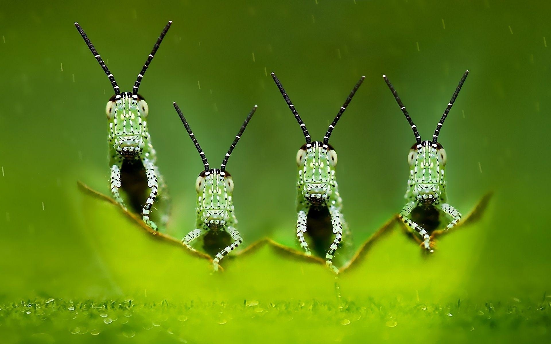 Insekt, Foto, Tiere, Hintergrund, Käfer, 1920x1200 HD Desktop