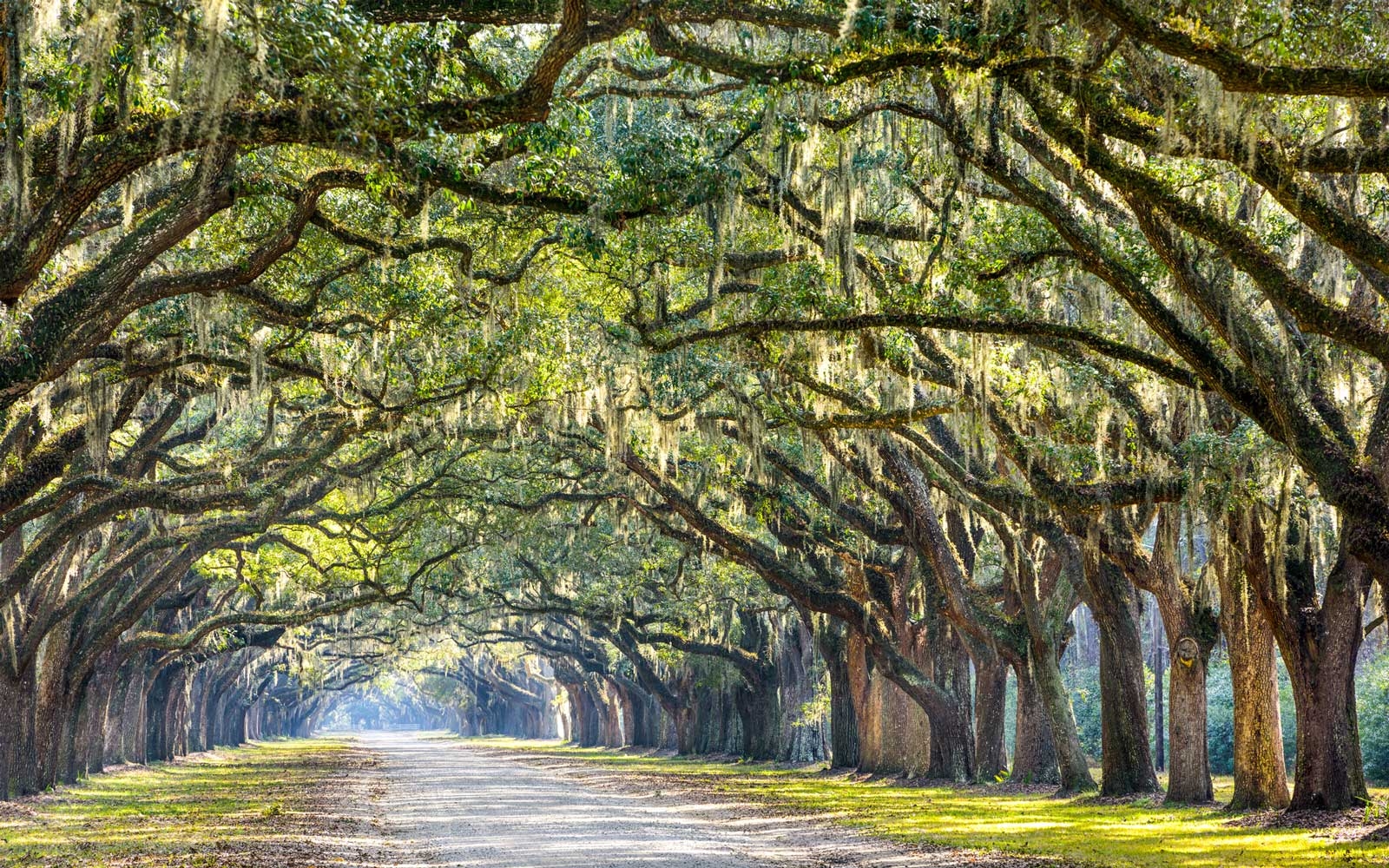 Savannah Reise, Planung, Fotografie, Freizeit, Freizeitvergnügen, 1600x1000 HD Desktop