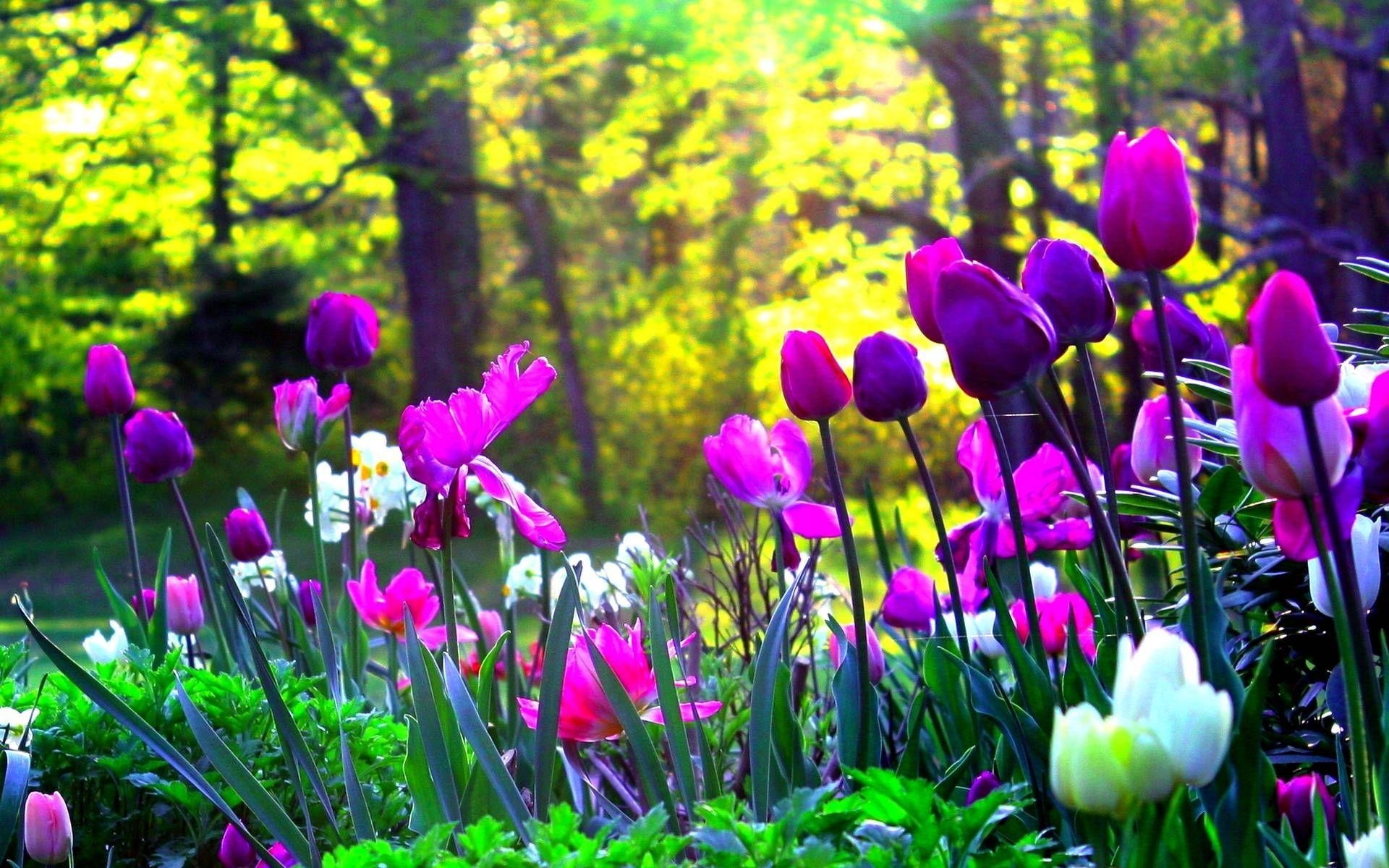 Tulpenbild, Android, Apps, Google Play, Hintergrund, 1920x1200 HD Desktop