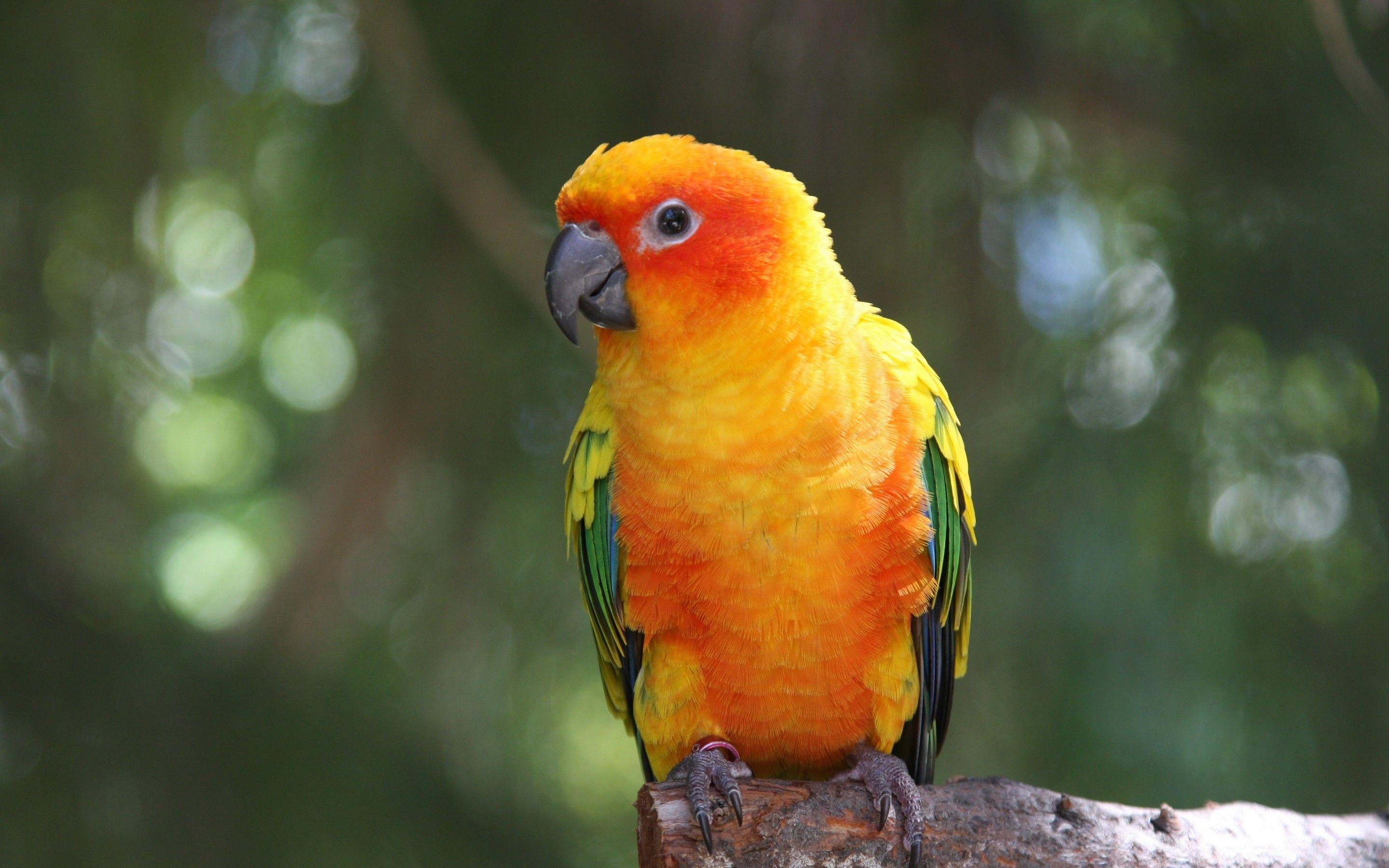 Papagei HD, Hintergrundbild, Tropischer Vogel, Exotische Natur, Farben, 2880x1800 HD Desktop