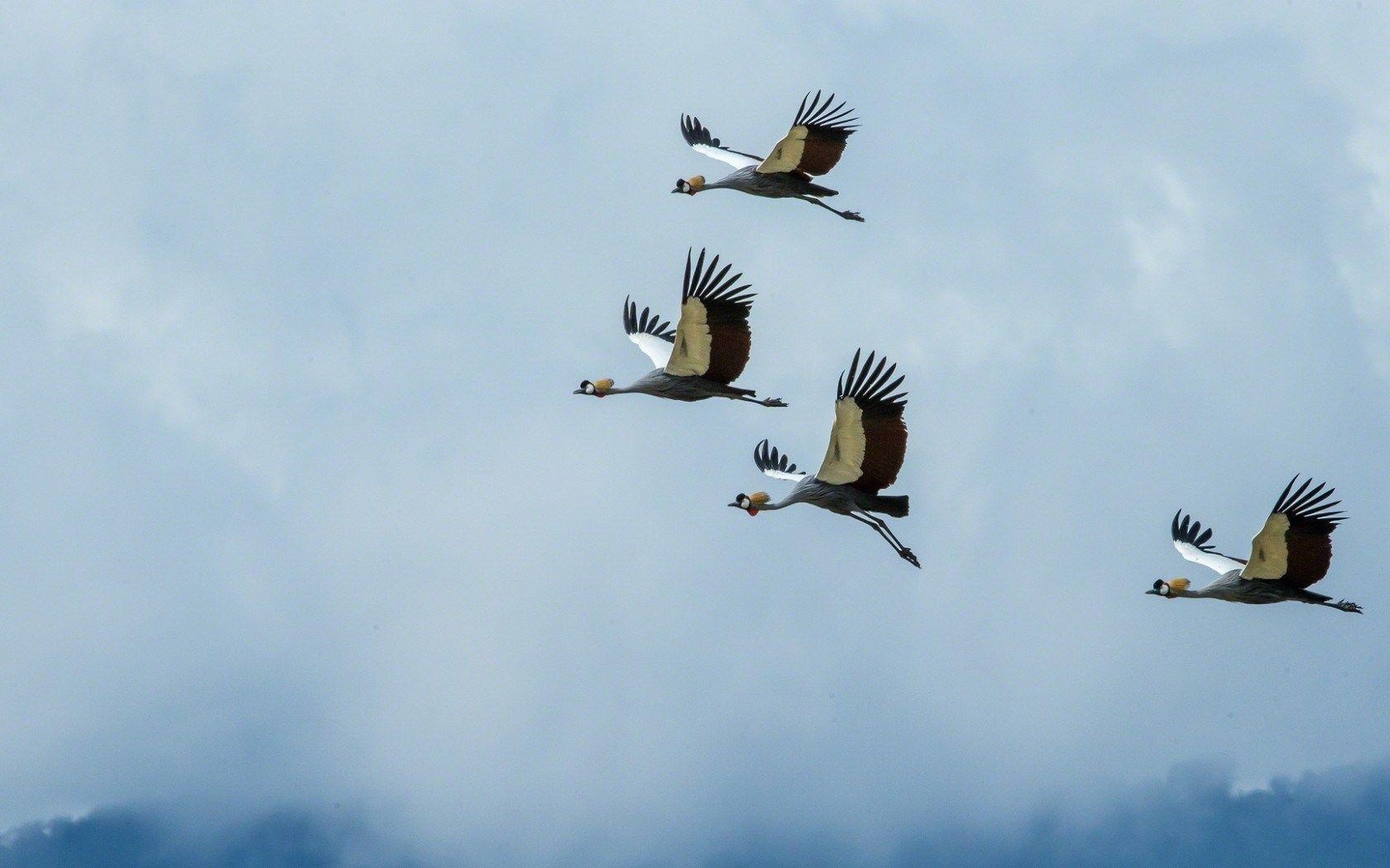 Kranich Vogel, Hintergrund, Tiere, Bild, Natur, 1680x1050 HD Desktop