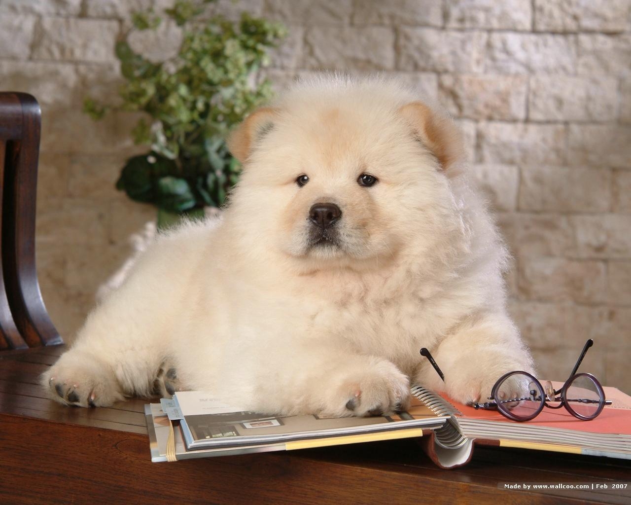 Chow Chow, Welpe, Bild, Hintergrund, Tier, 1280x1030 HD Desktop