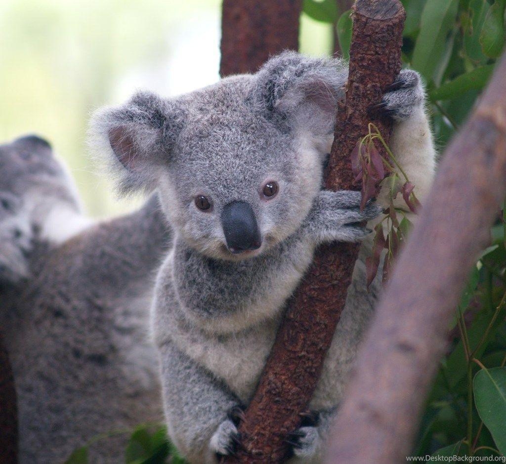 Baby Koala, Niedlich, Australien, Tiere, Hintergrund, 1030x940 HD Desktop