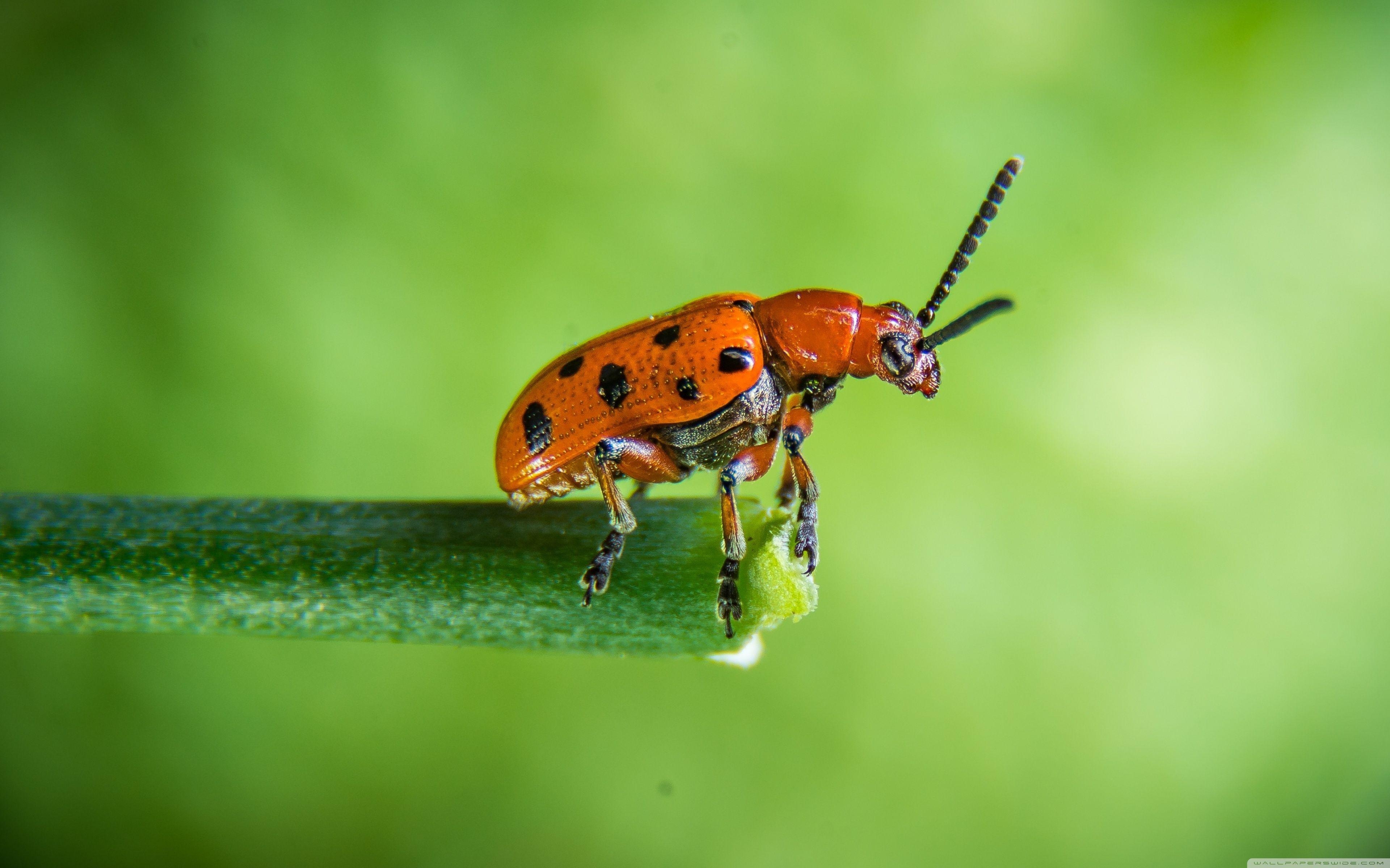 Insekt, Tiere, Hintergrund, Käfer, Fotografie, 3840x2400 4K Desktop