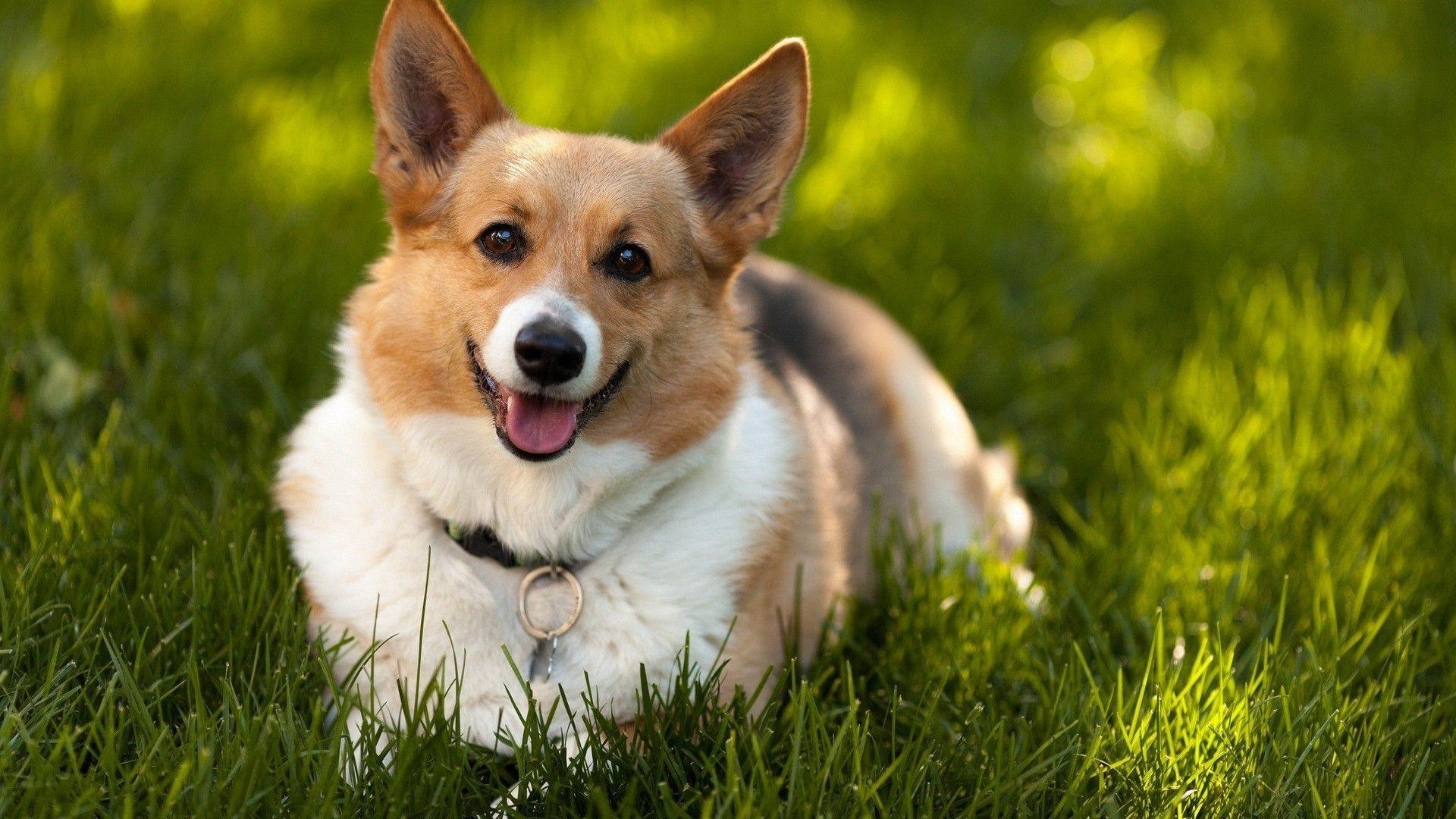 Welsh Corgi, Hund, Niedlich, Hintergrundbild, Tier, 1920x1080 Full HD Desktop