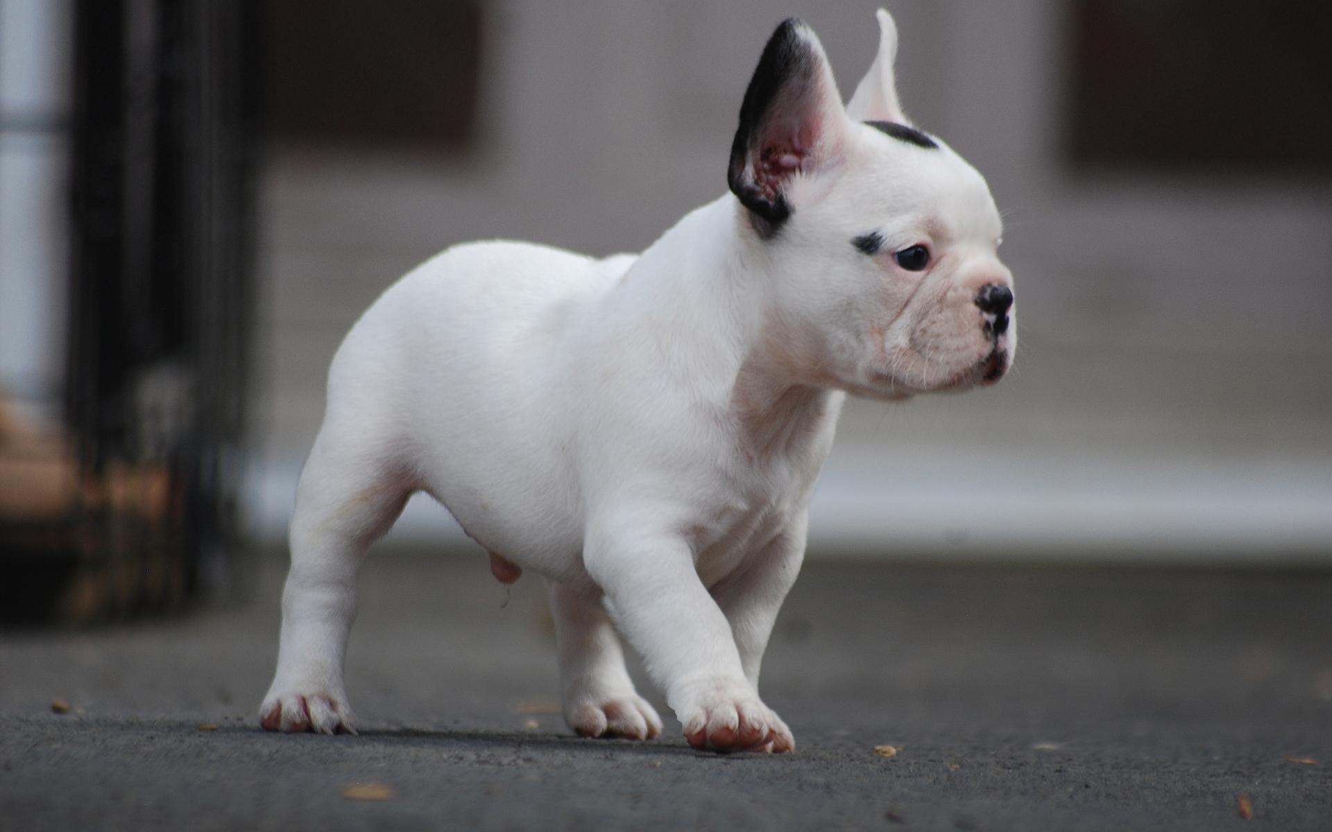 Französische Bulldogge, Wallpaper, 2408, niedlich, HD, 1920x1200 HD Desktop