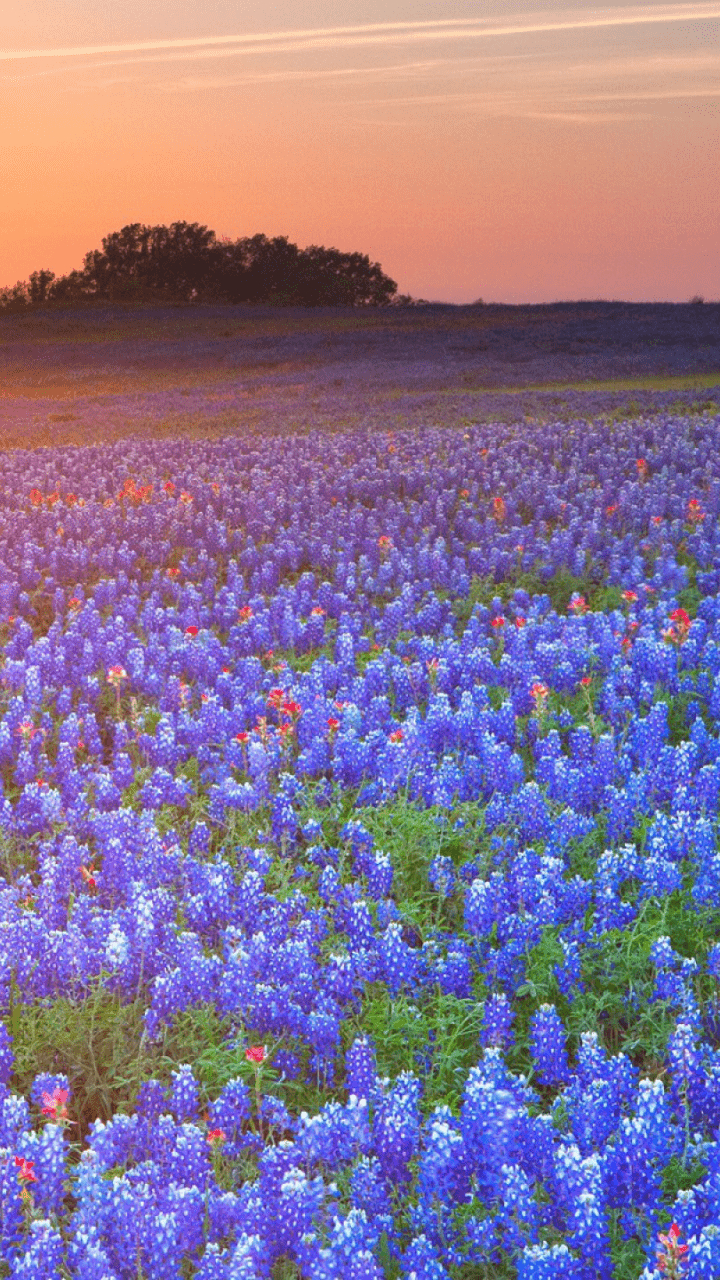 Bluebonnet, Erde, Texas, Natur, Blumen, 720x1280 HD Handy