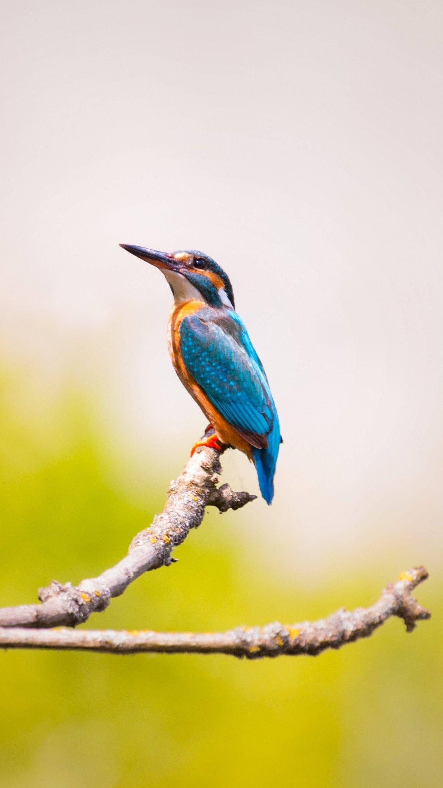 Eisvogel Zweig, Unscharf, Bild, Tier, Natur, 1440x2560 HD Handy