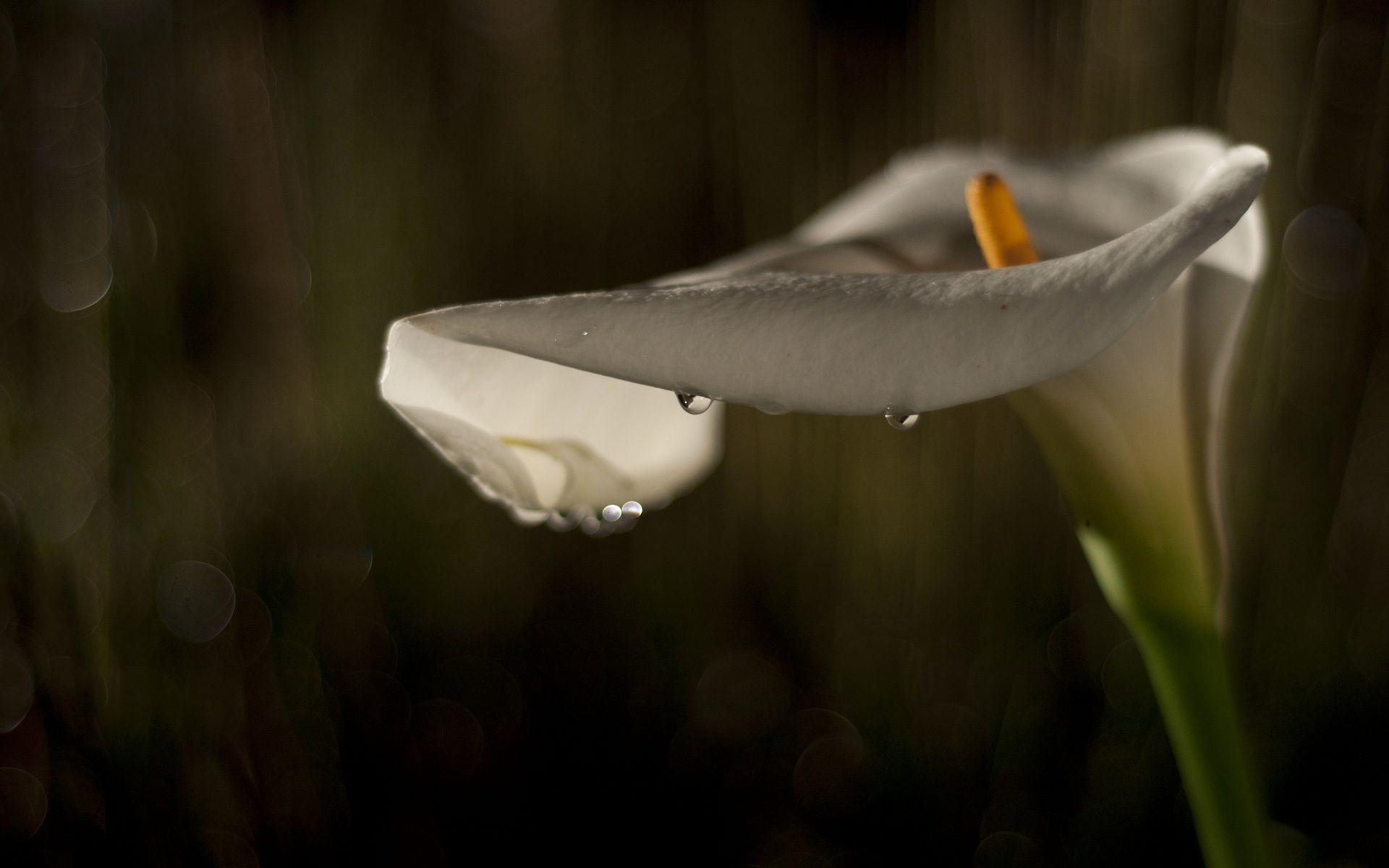 Bild Calla-Lilien, Natur, 21028px, Blume, Hintergrund, 1920x1200 HD Desktop