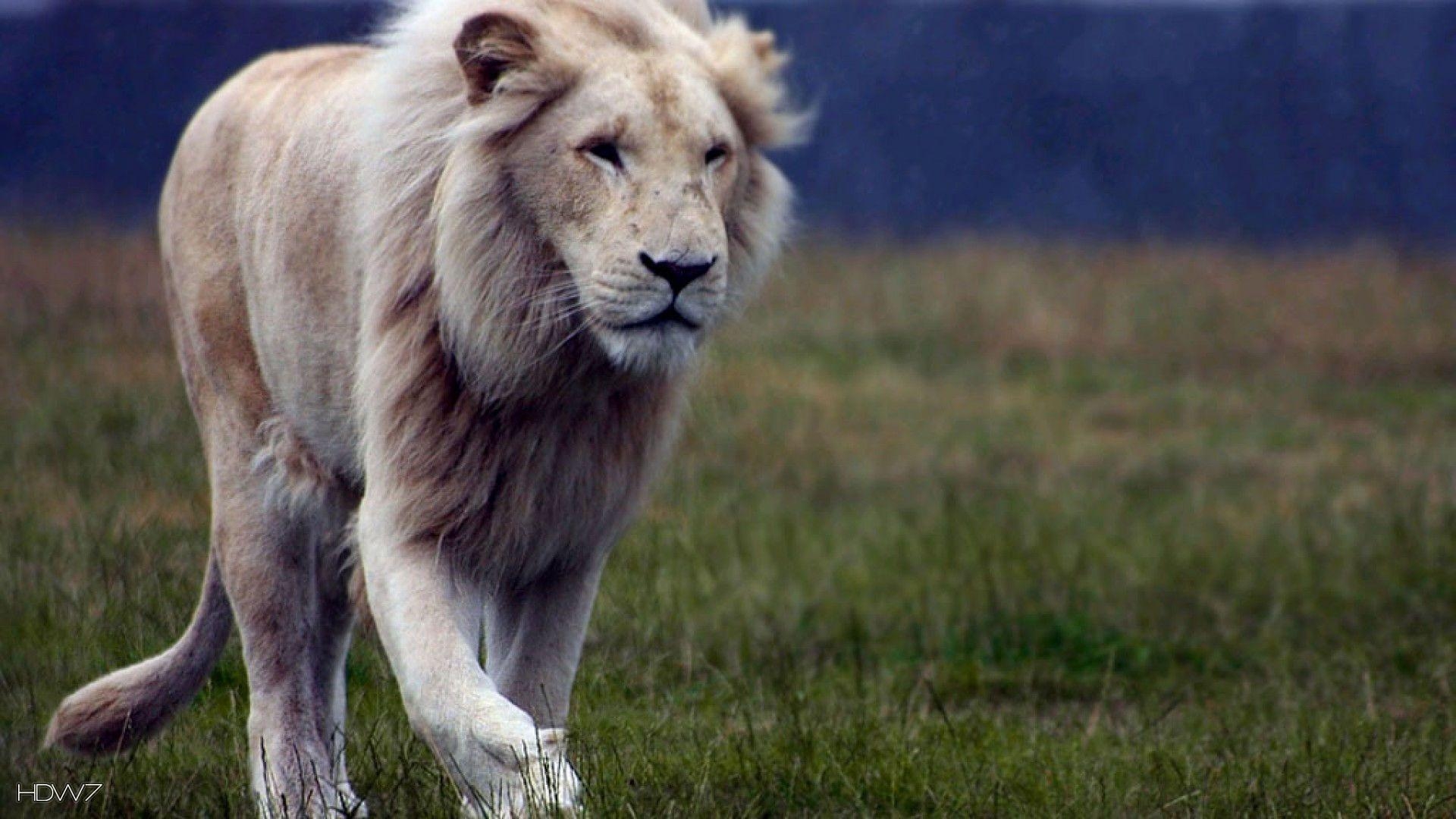 Löwe, Tiere, HD, Wildkatze, Afrika, 1920x1080 Full HD Desktop