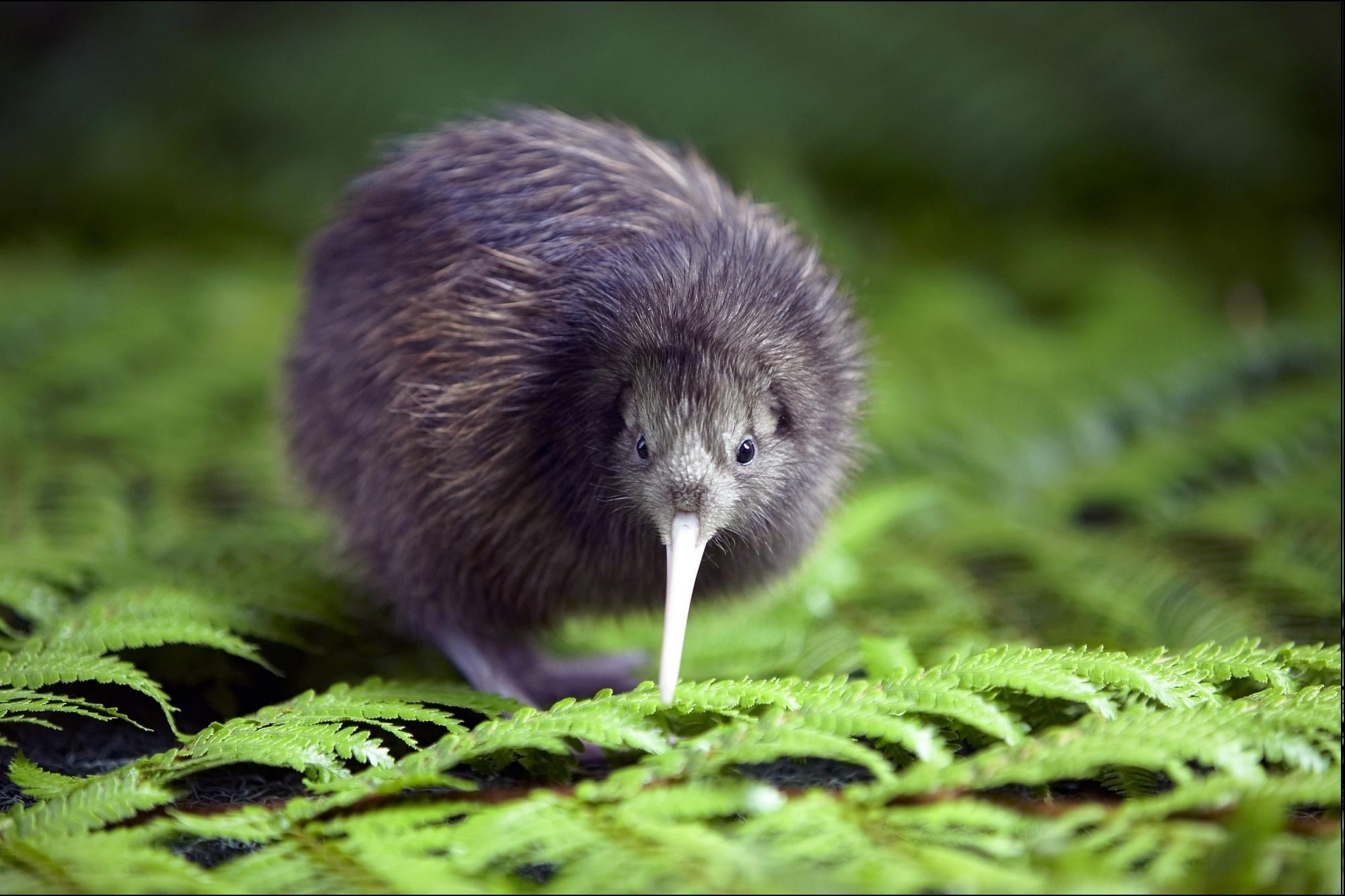 Kiwi, Tiere, Vögel, Farne, HD, 2010x1340 HD Desktop