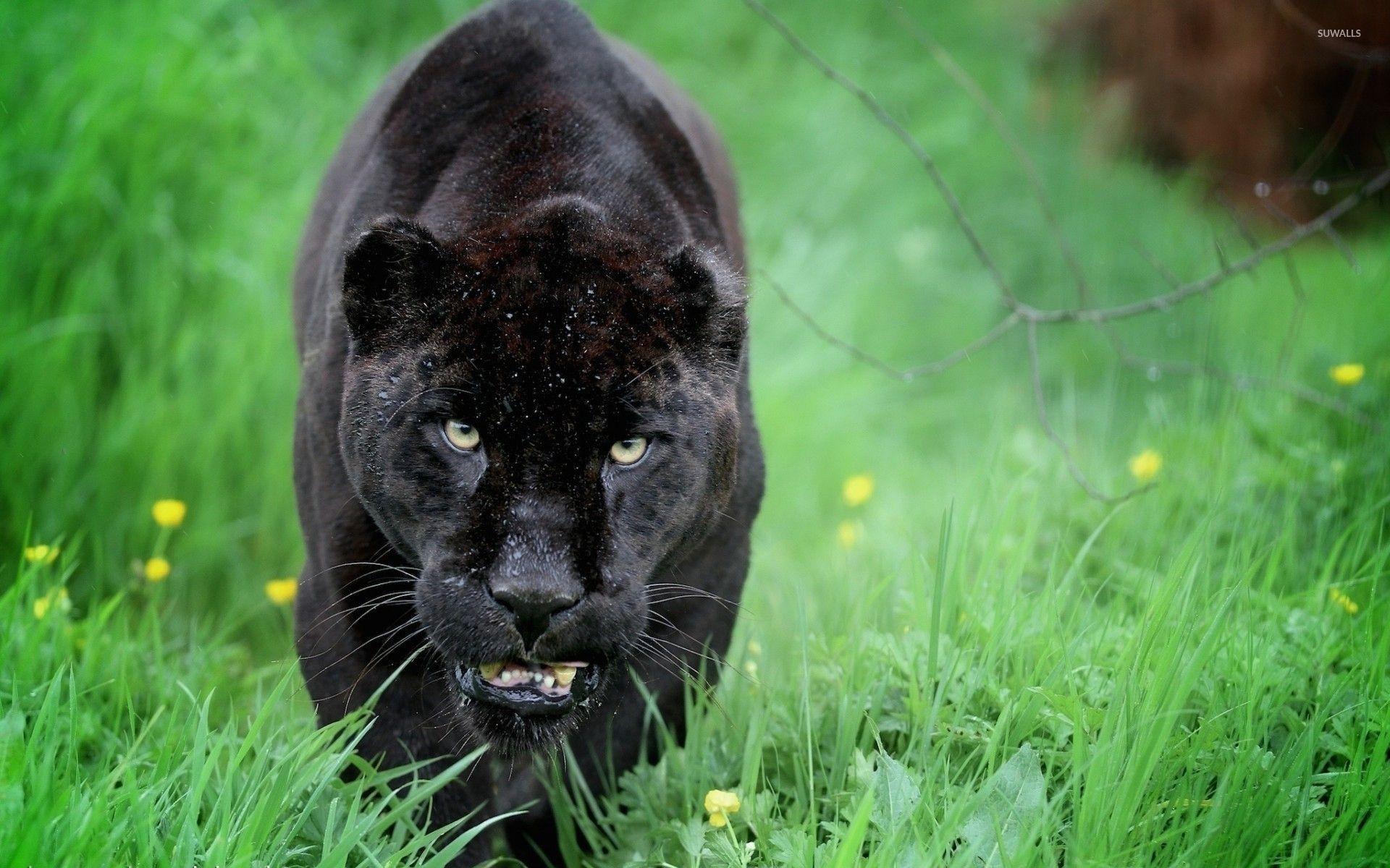 Schwarzer Panther, schleicht, grünes Gras, Aufnahme, Wild, 1920x1200 HD Desktop