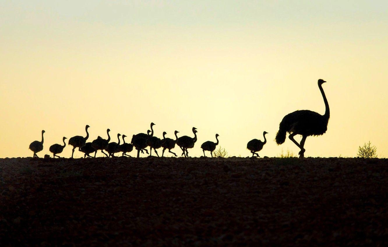 Strauß, Küken, Südafrika, Vögel, Bild, 1340x850 HD Desktop