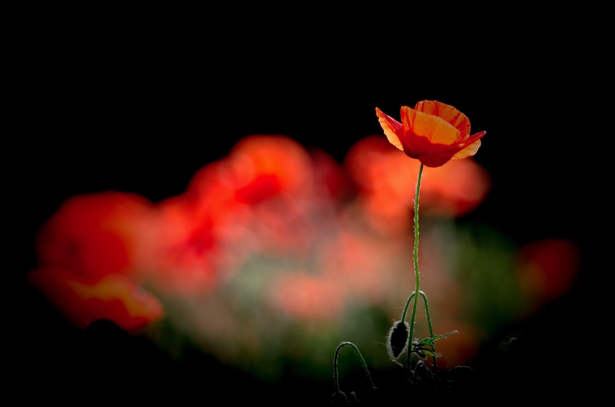 Mohnblume, Bokeh, Desktop, Naturidylle, 2570x1700 HD Desktop