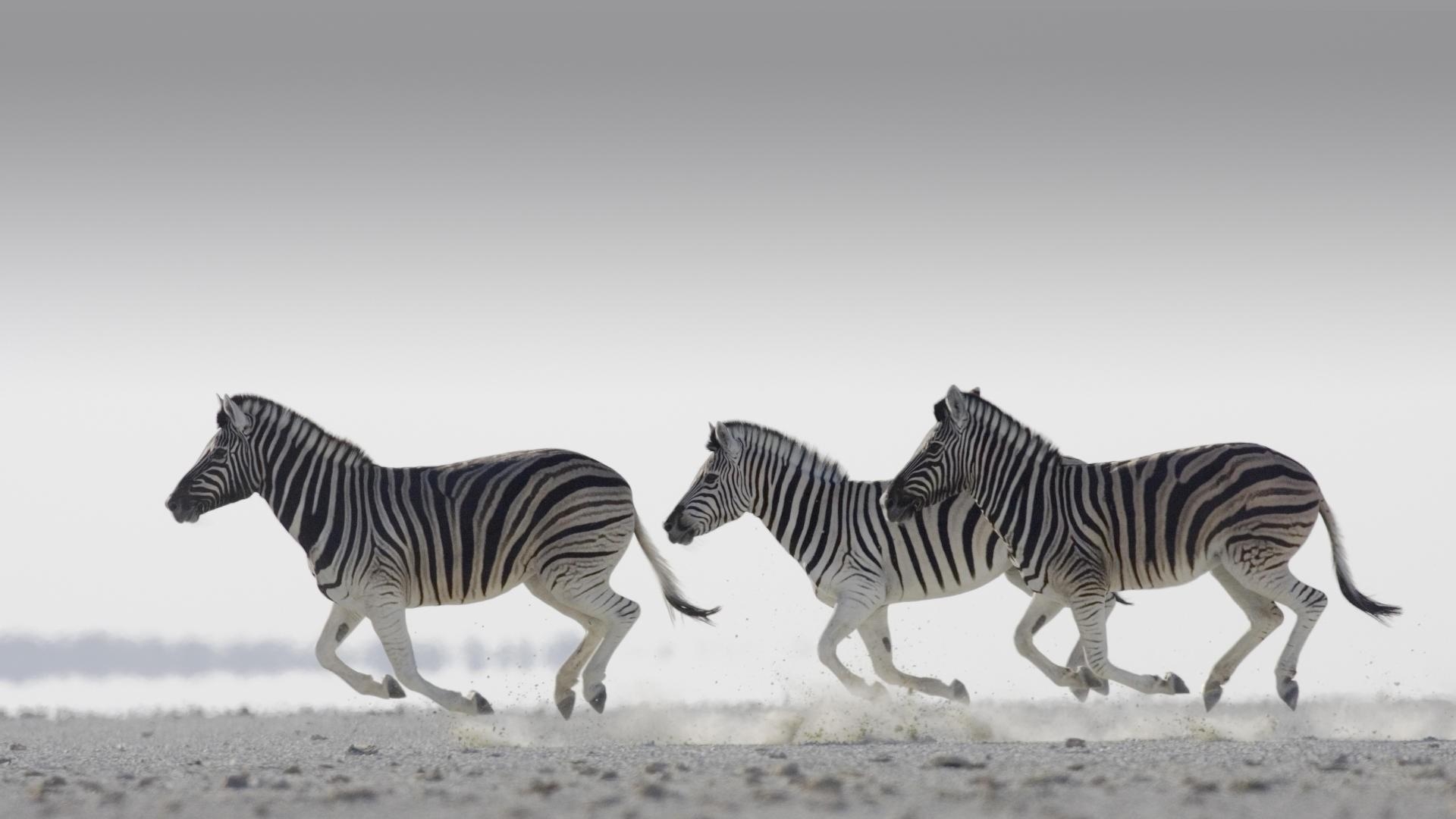 Zebra, HD, Hintergrund, 1080p, Tier, 1920x1080 Full HD Desktop