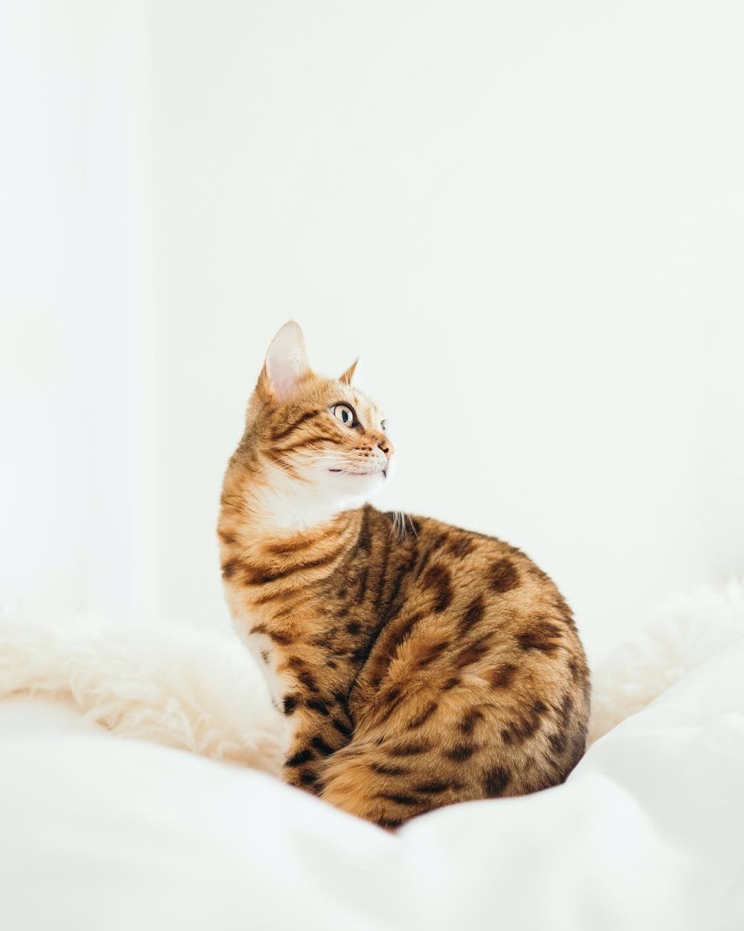 Orangene Bengalkatze, Stil, Innenkatze, Haustier, Bild, 1080x1350 HD Handy