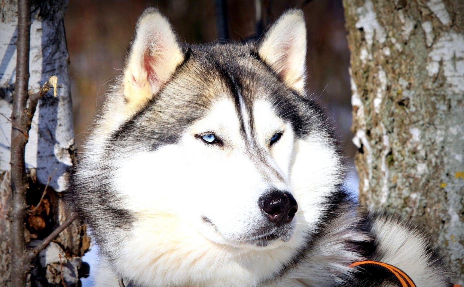 Weißer Alaskan Malamute, Tier, Lustig, Hund, Bild, 1530x950 HD Desktop