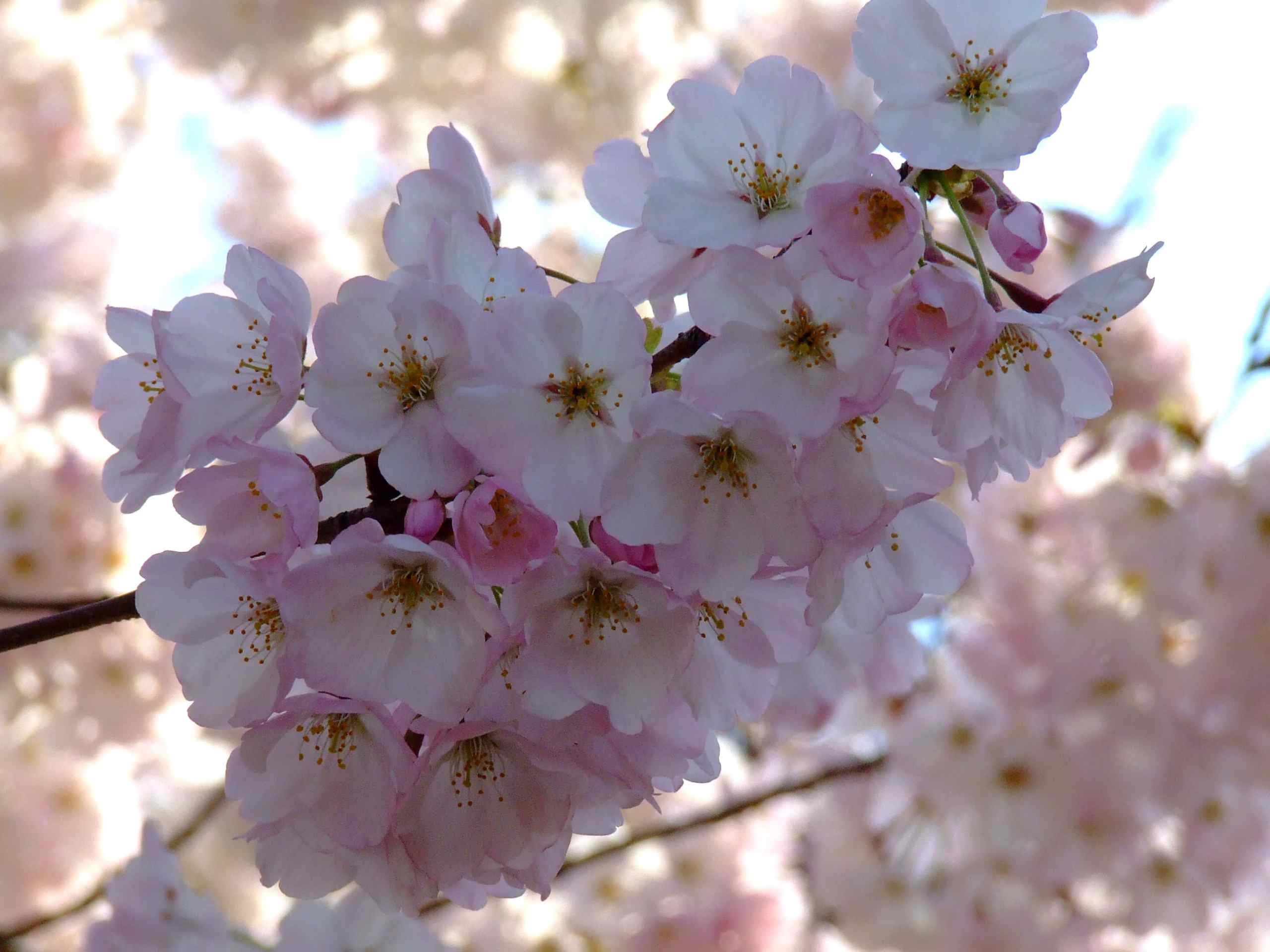 Frühling, Schön, Freude, Natur, Saison, 2560x1920 HD Desktop