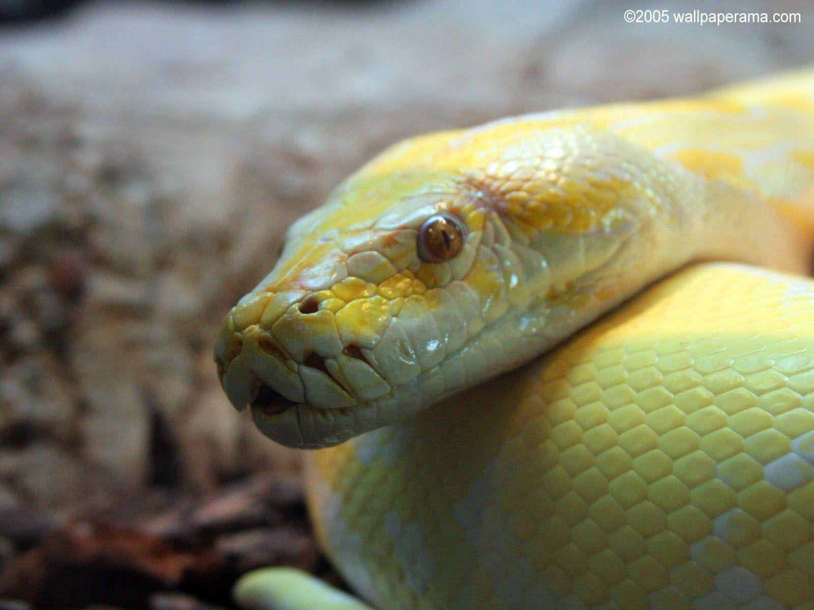 Gelbe Python, HD, kostenlos, Bild, Reptil, 1600x1200 HD Desktop