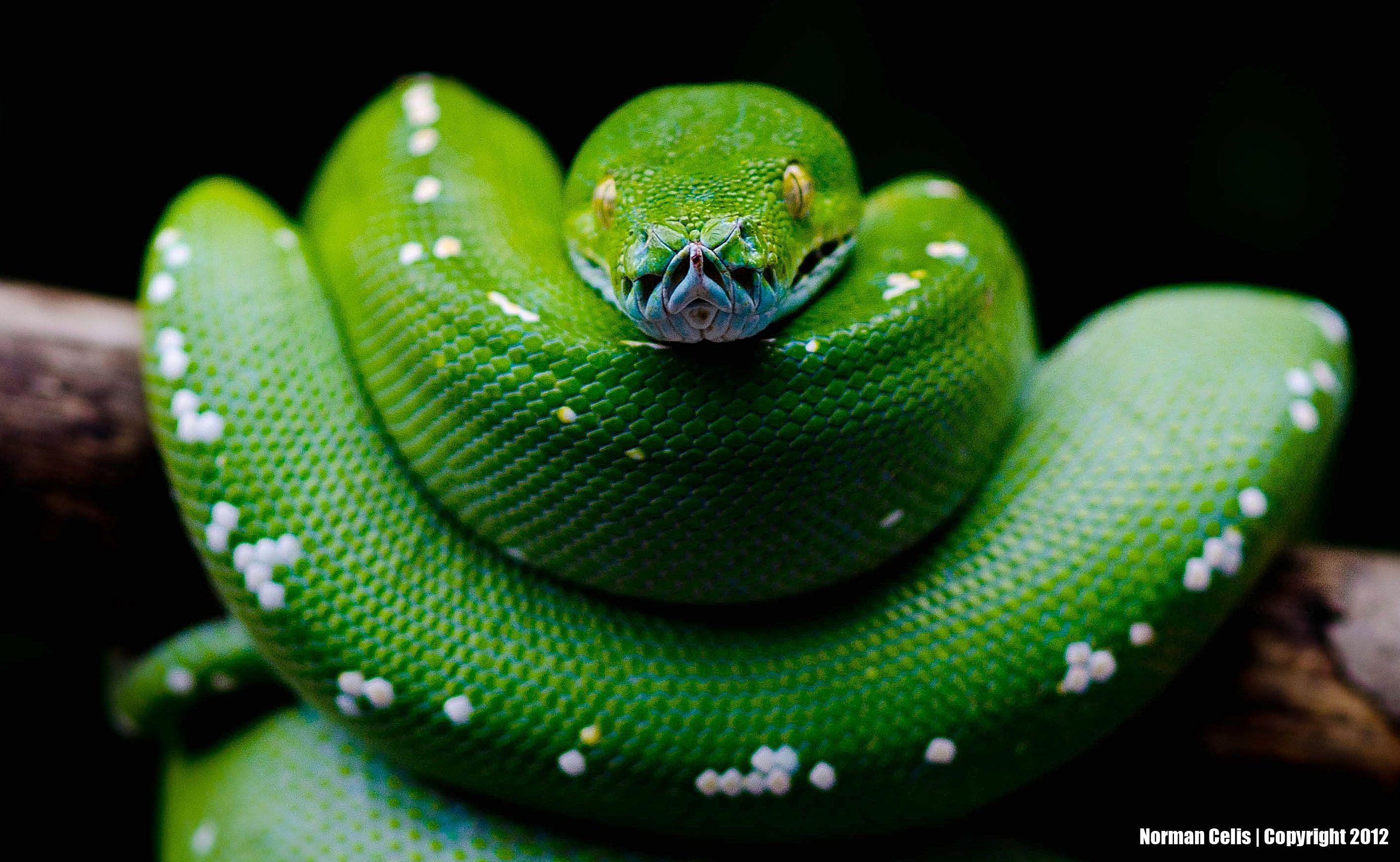 Schlange, Reptil, Hintergrund, Exotisch, Tier, 2840x1750 HD Desktop