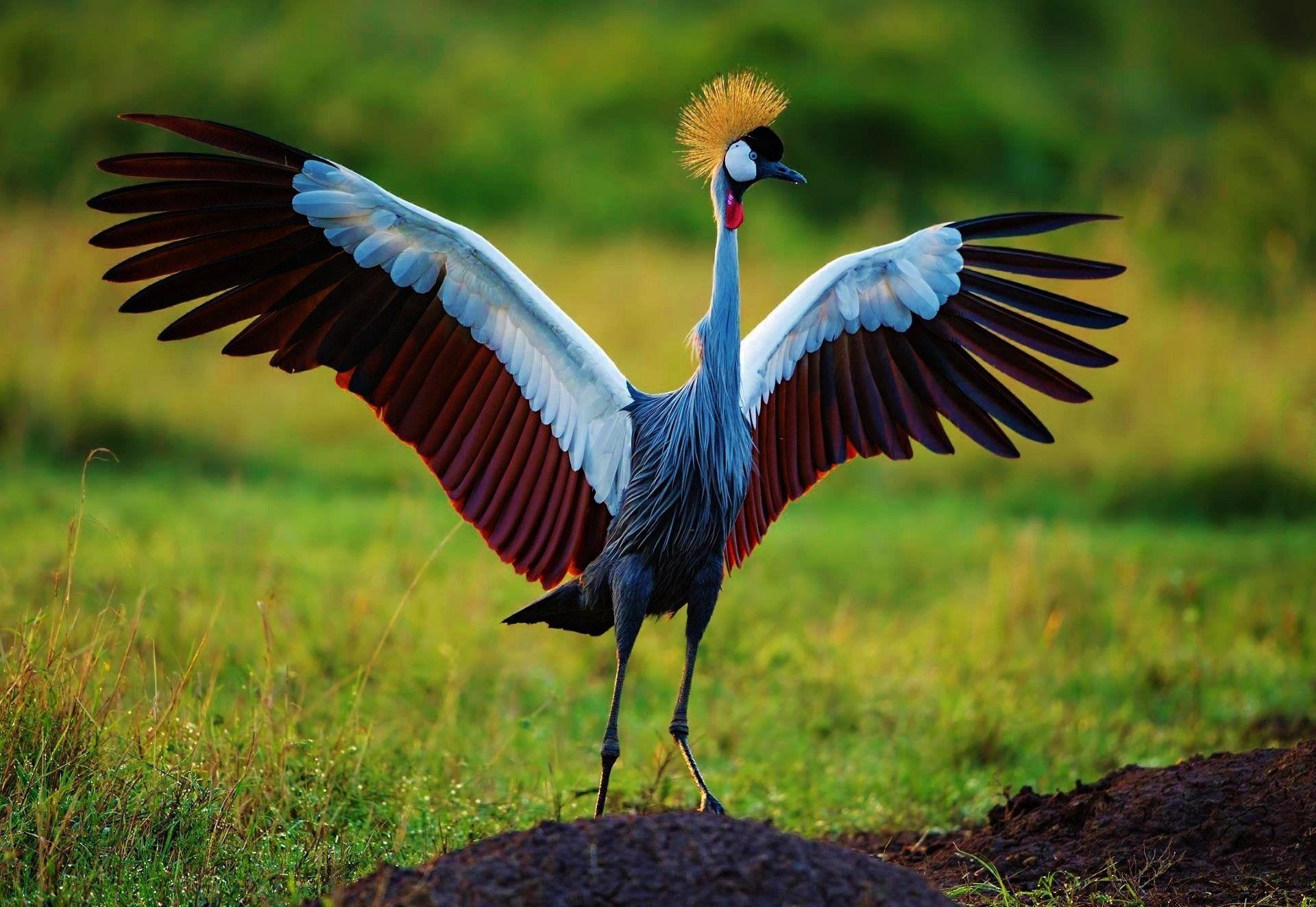 Grauer Kronenkranich, Aquarellmalerei, Vogel, HD, Hintergrund, 1920x1330 HD Desktop