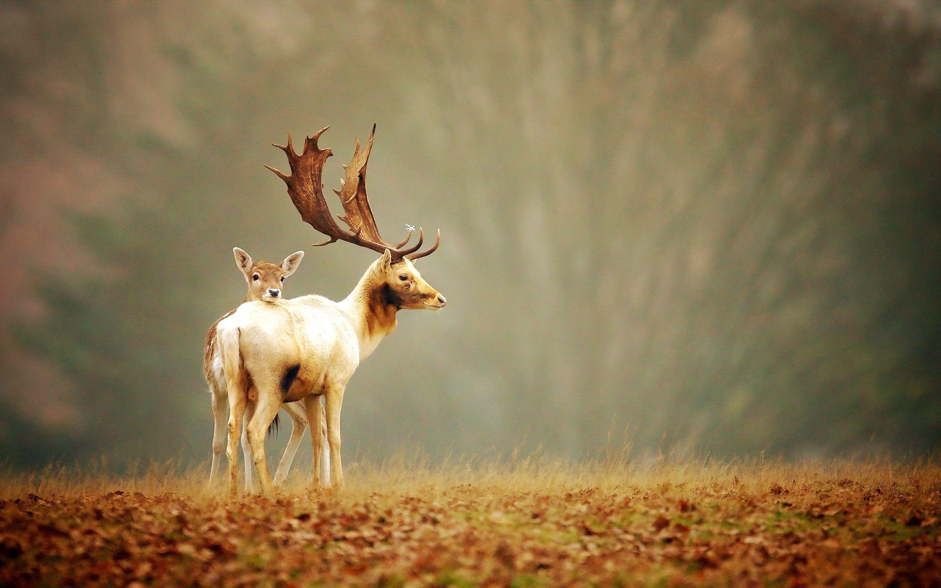 Hirsch, Android, HD, Wald, Natur, 1920x1200 HD Desktop