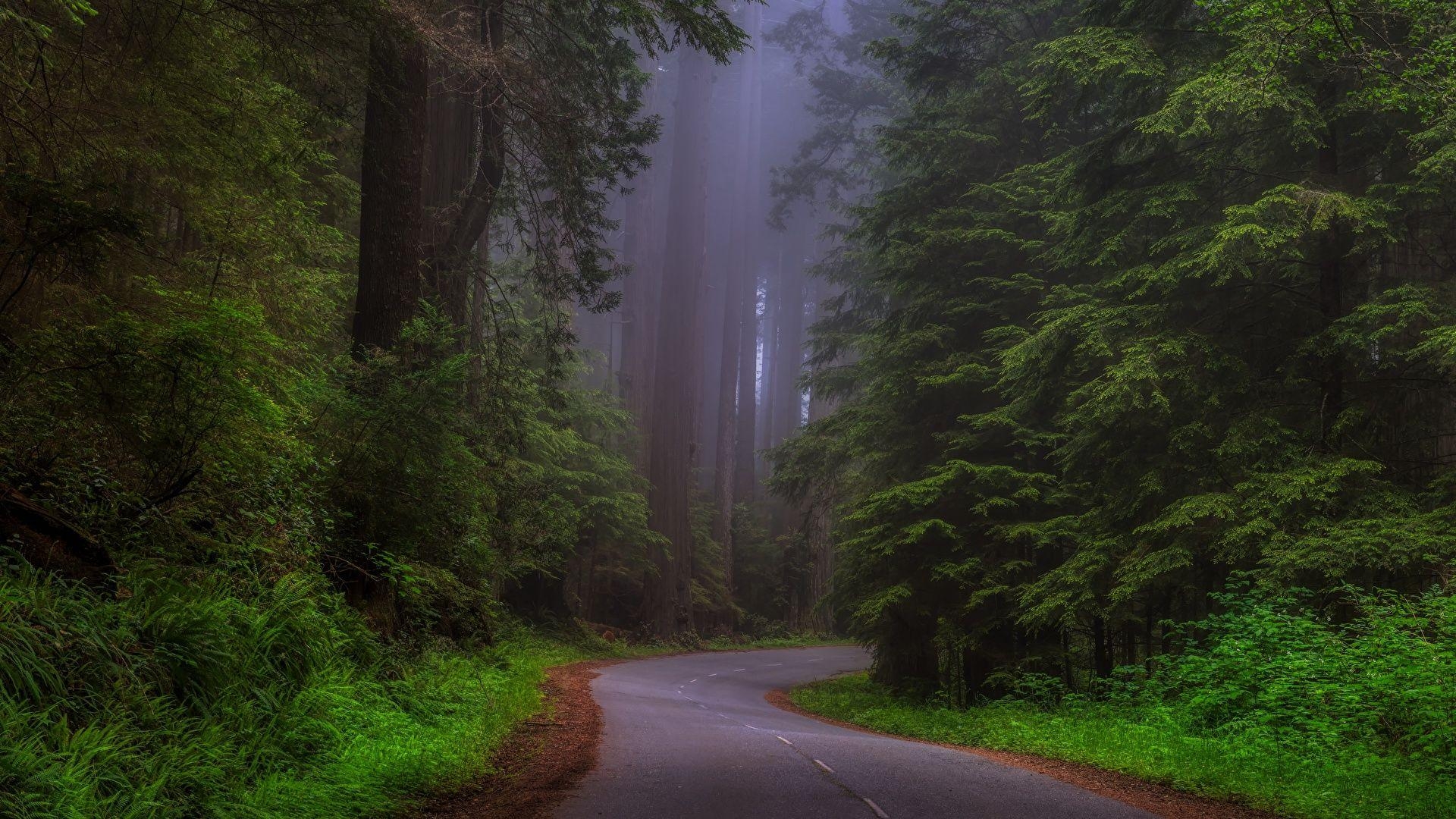 Kalifornien, USA, Redwood, Sherwood, Reisen, 1920x1080 Full HD Desktop