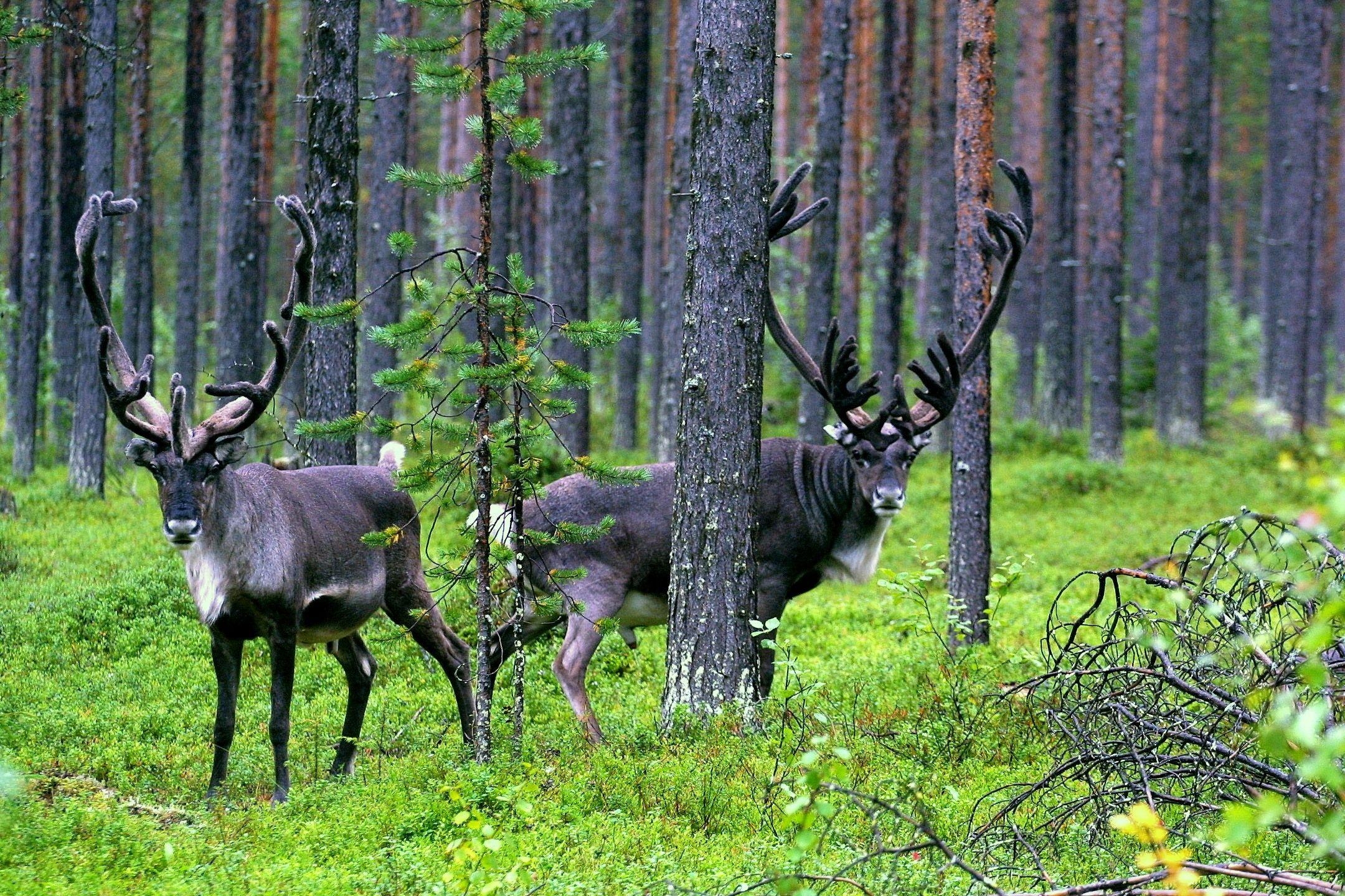 Karibu, Wald, Tiere, Natur, Hintergrund, 2160x1440 HD Desktop