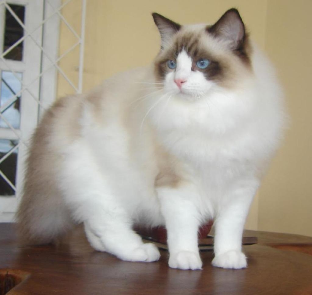 Ragdoll, Katzen, Kostenlos, Android, Hintergrund, 1030x970 HD Desktop