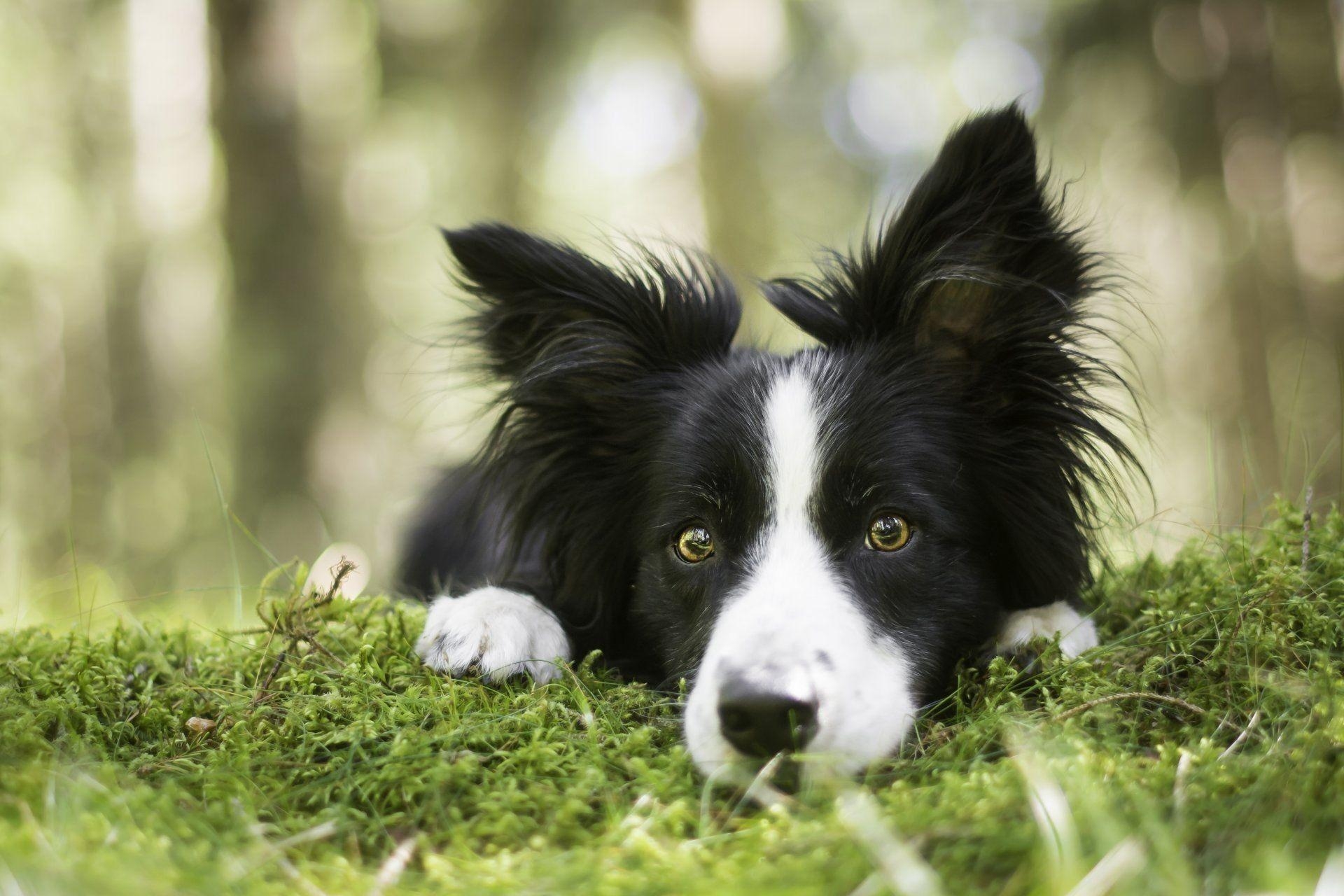 Border Collie, Tiere, Hund, Natur, Fell, 1920x1280 HD Desktop