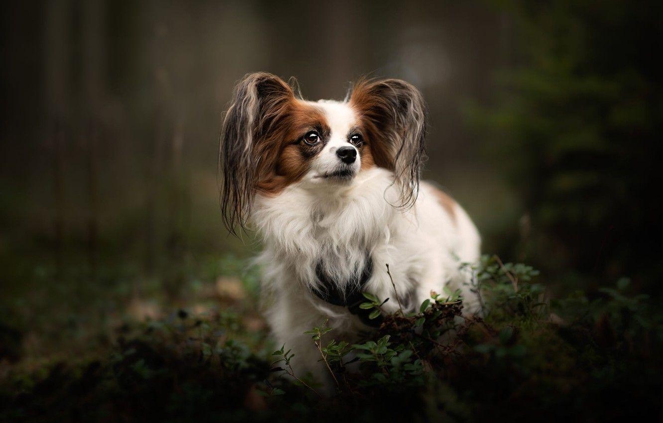 Papillon Wald, Natur, Herbst, Hund, Porträt, 1340x850 HD Desktop